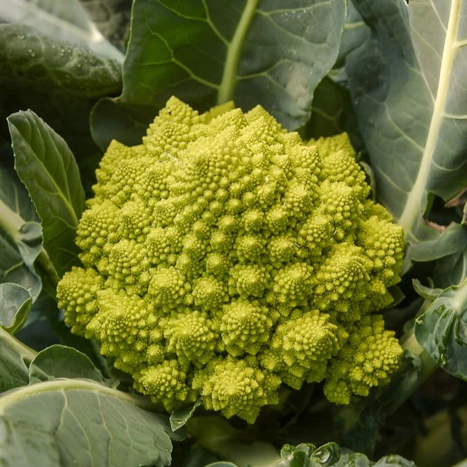 Romanesco