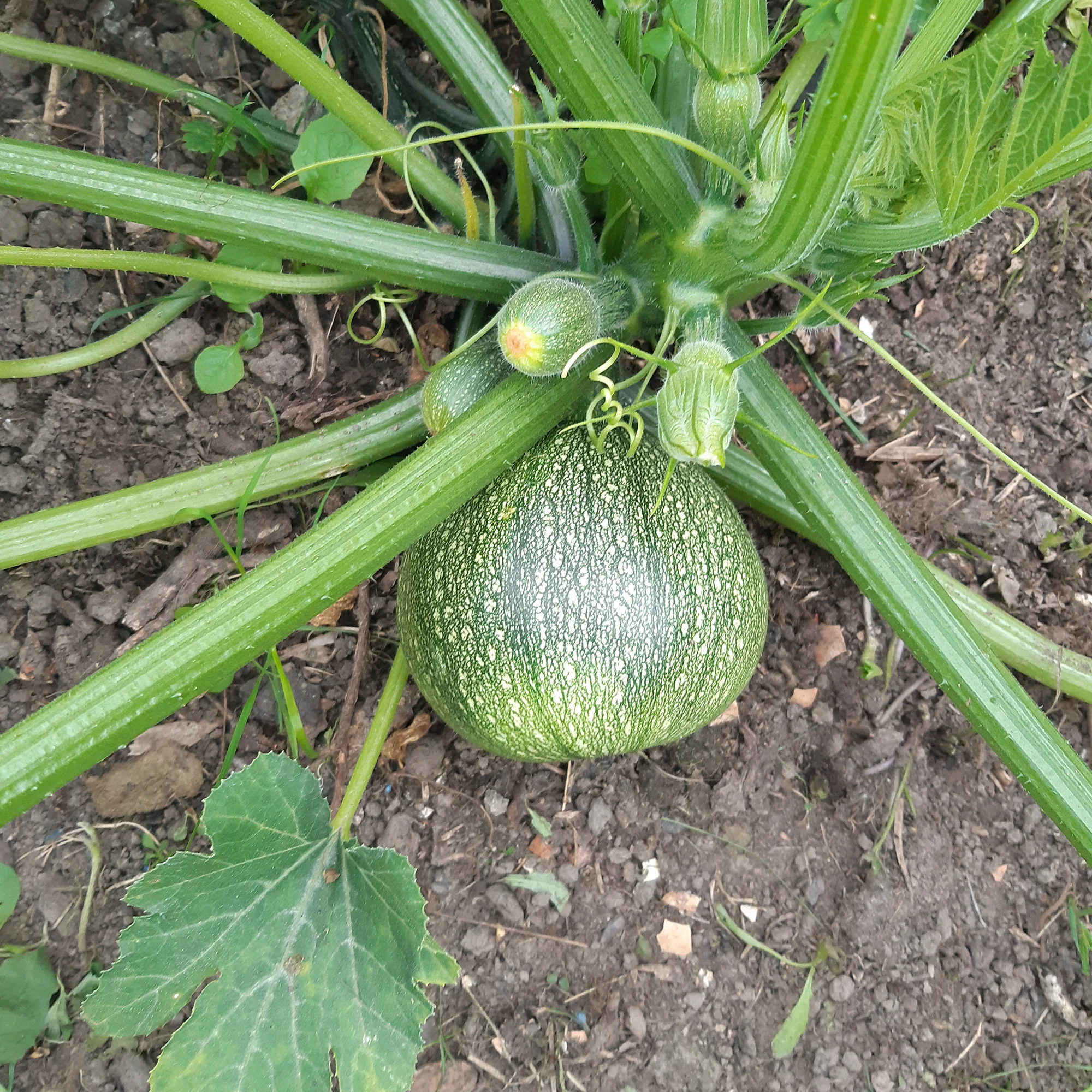 Ronde courgette