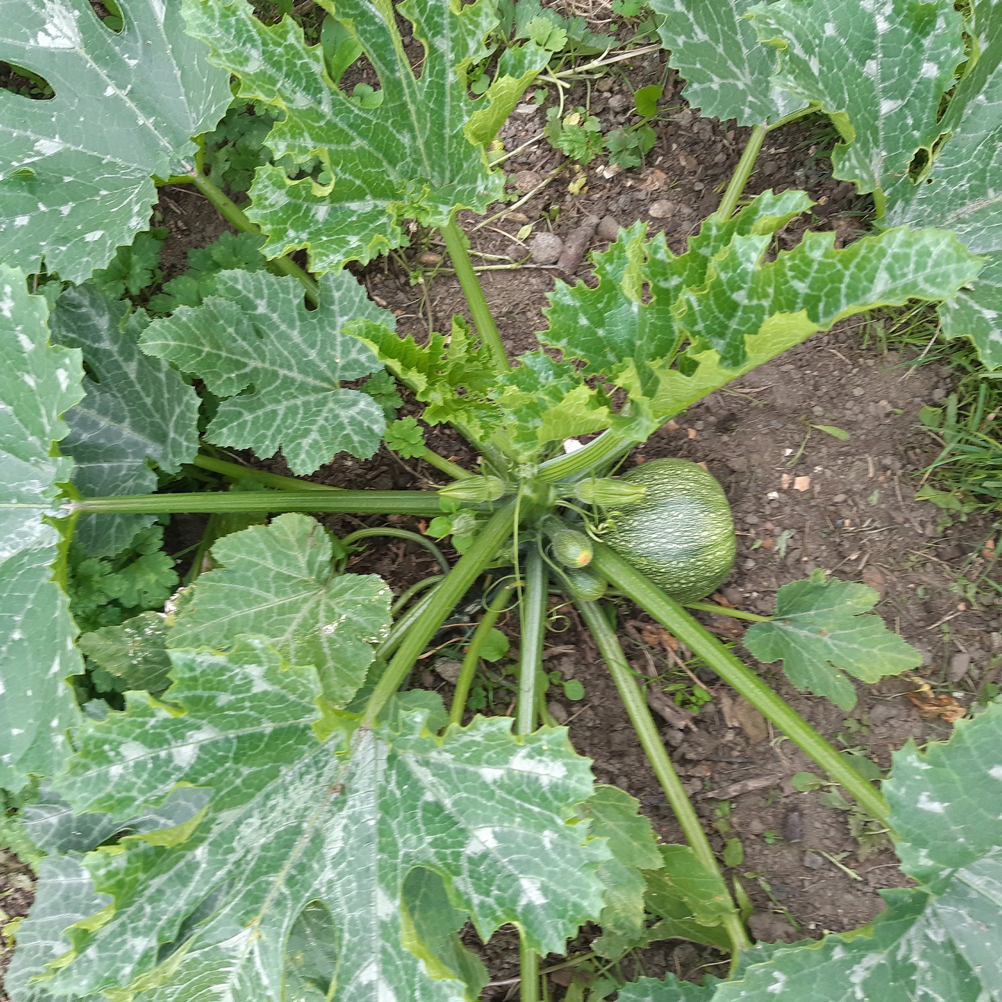 Ronde courgette - Image 2