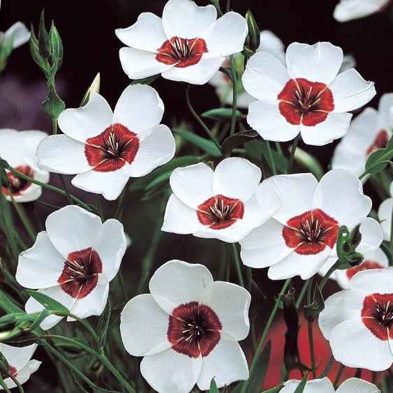 Rood vlas 'Bright Eyes'