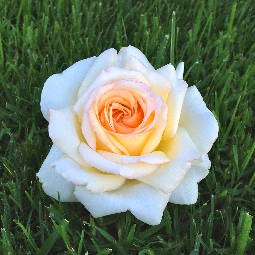 Roos 'Anastasia'®