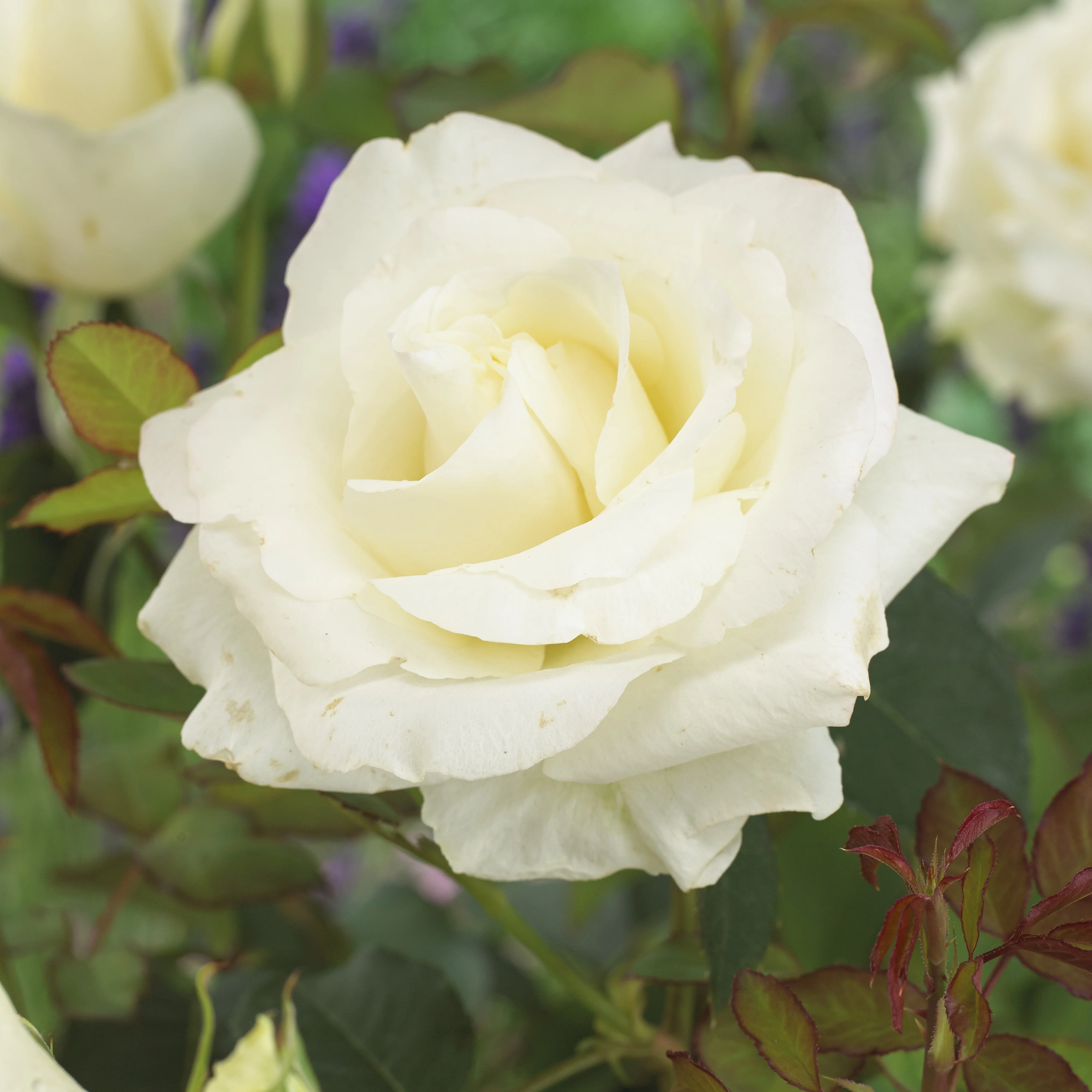 Roos 'Annapurna'®