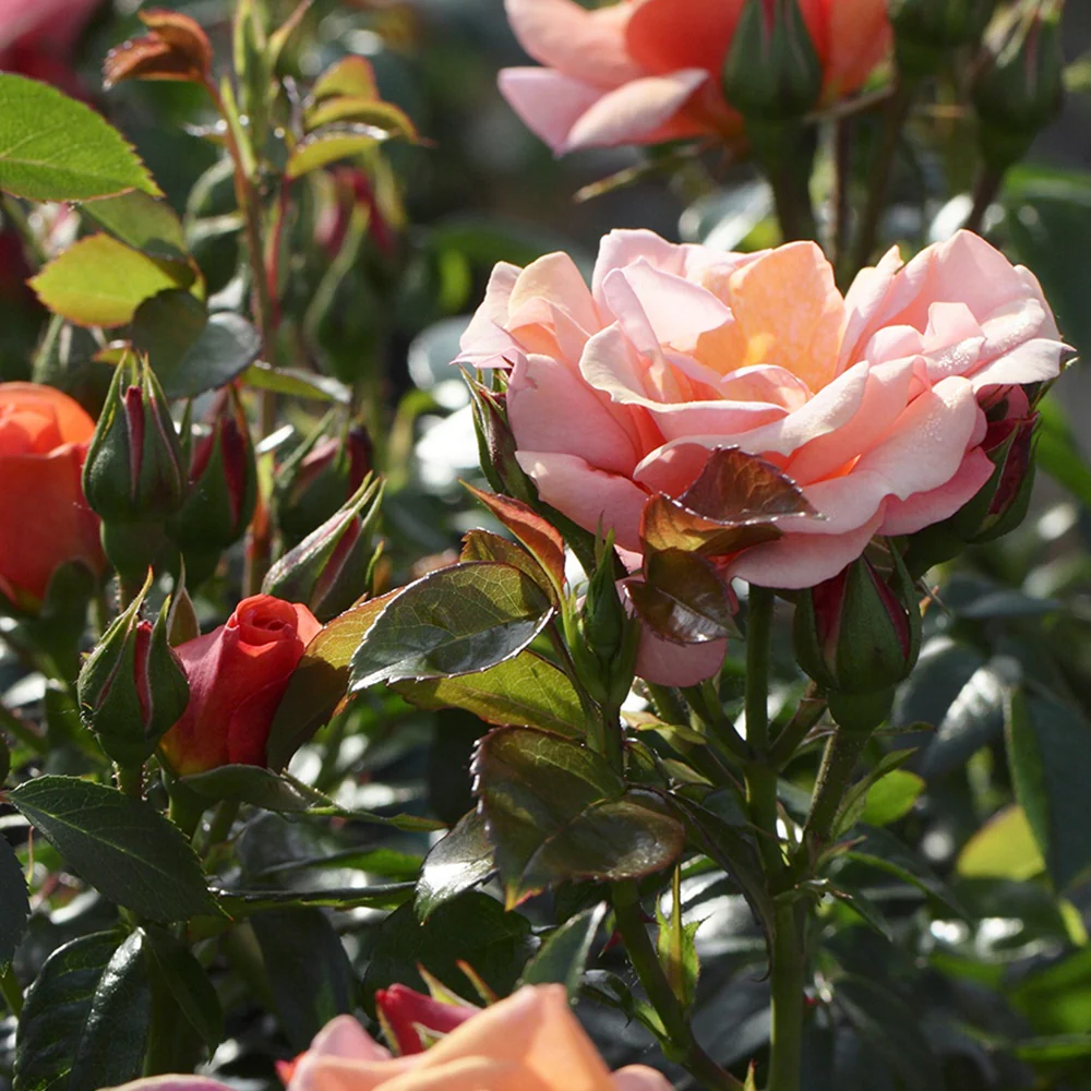 Roos 'Aprikola'®