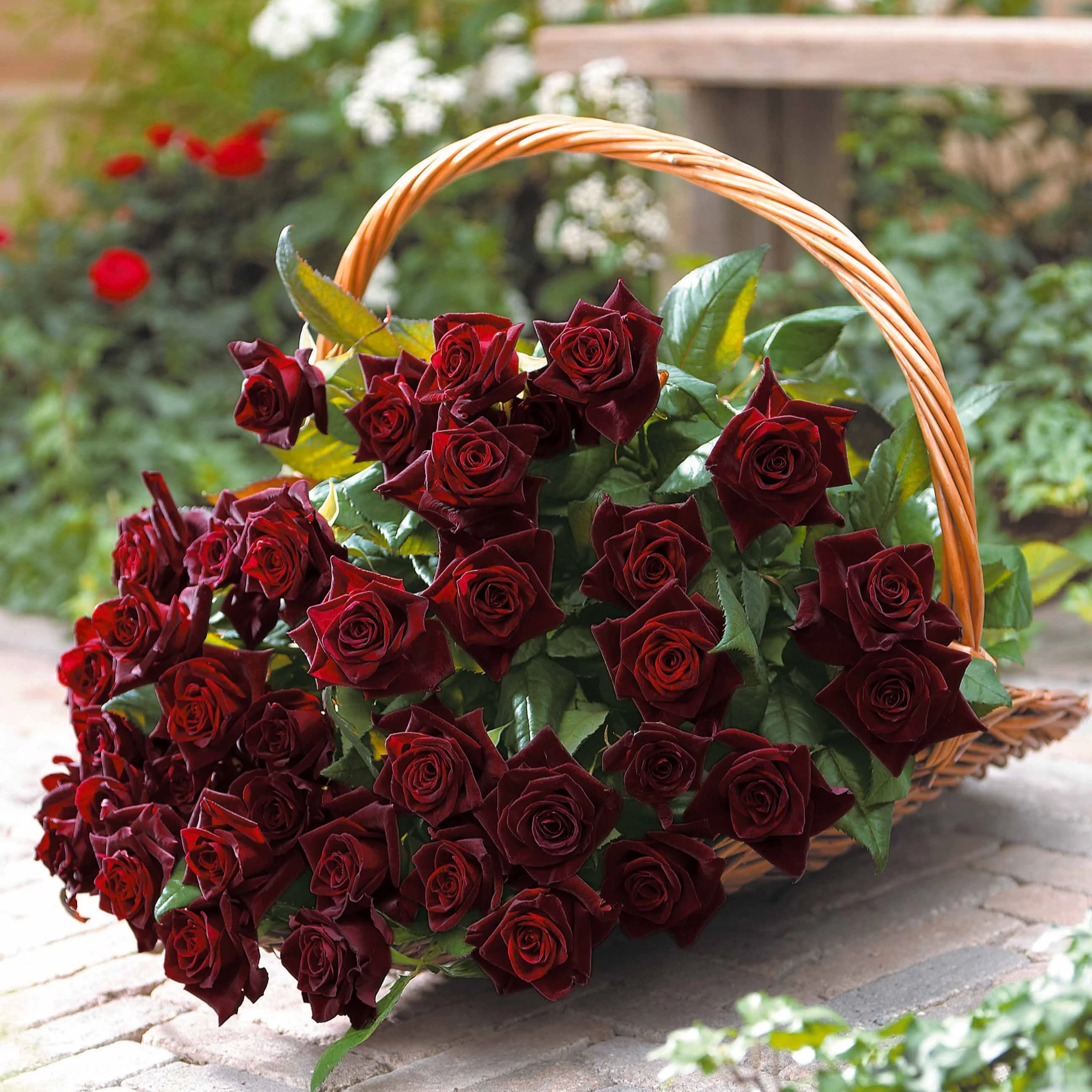 Roos 'Black Baccara'®
