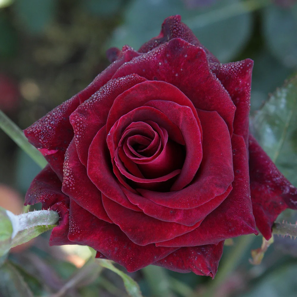 Roos 'Black Baccara'® - Image 2