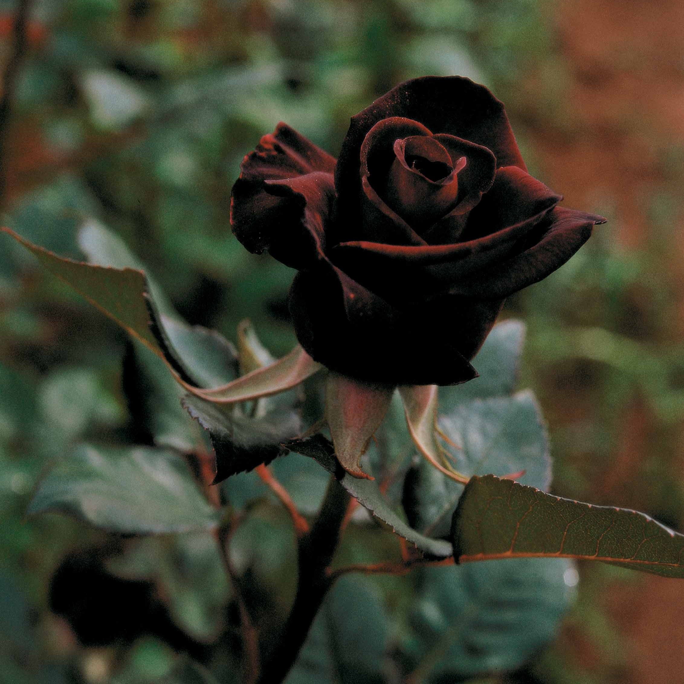 Roos 'Black Baccara'® - Image 3