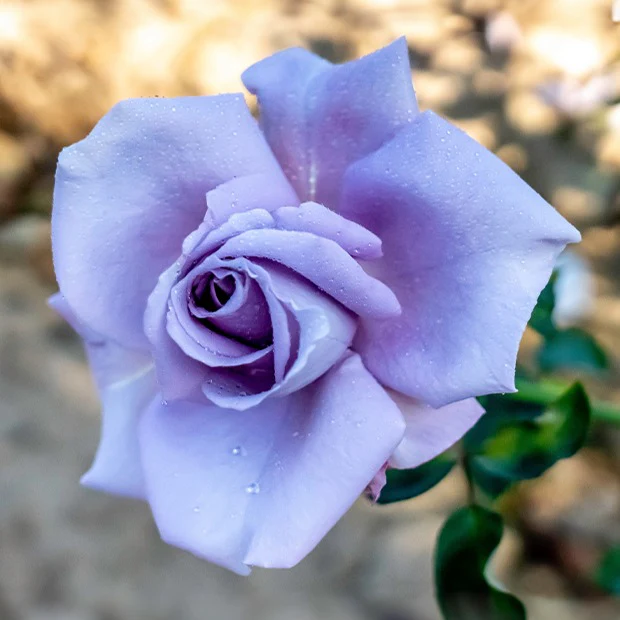 Roos 'Blue Moon'