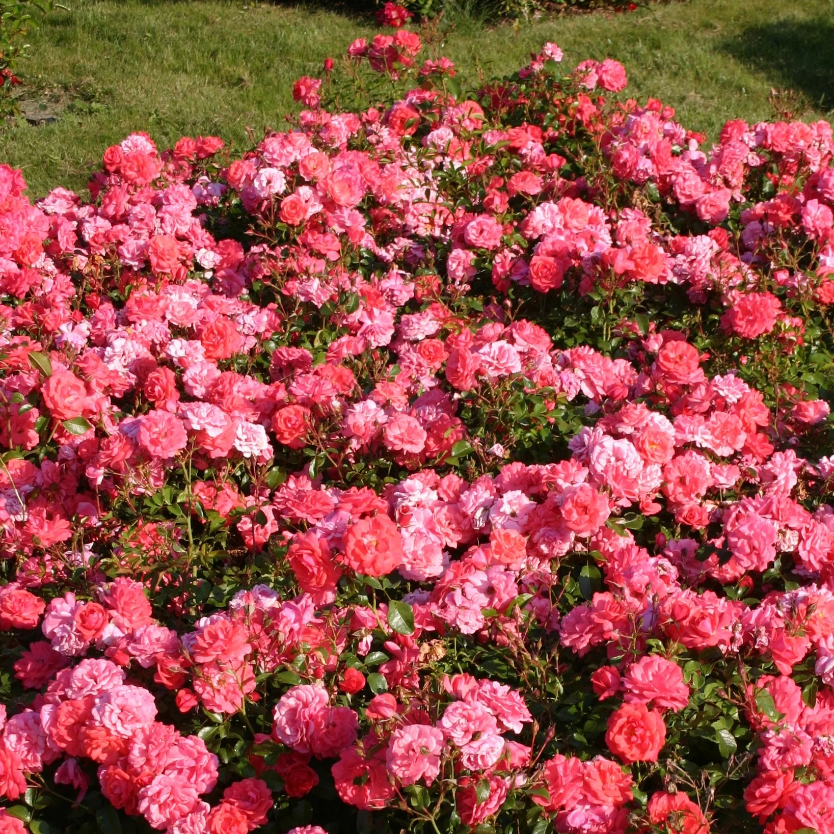 Roos 'Bonapart'®
