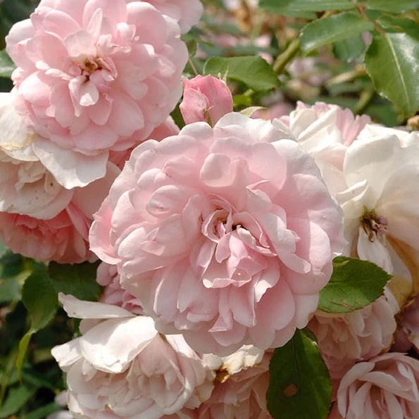 Roos 'Bonica 82'®