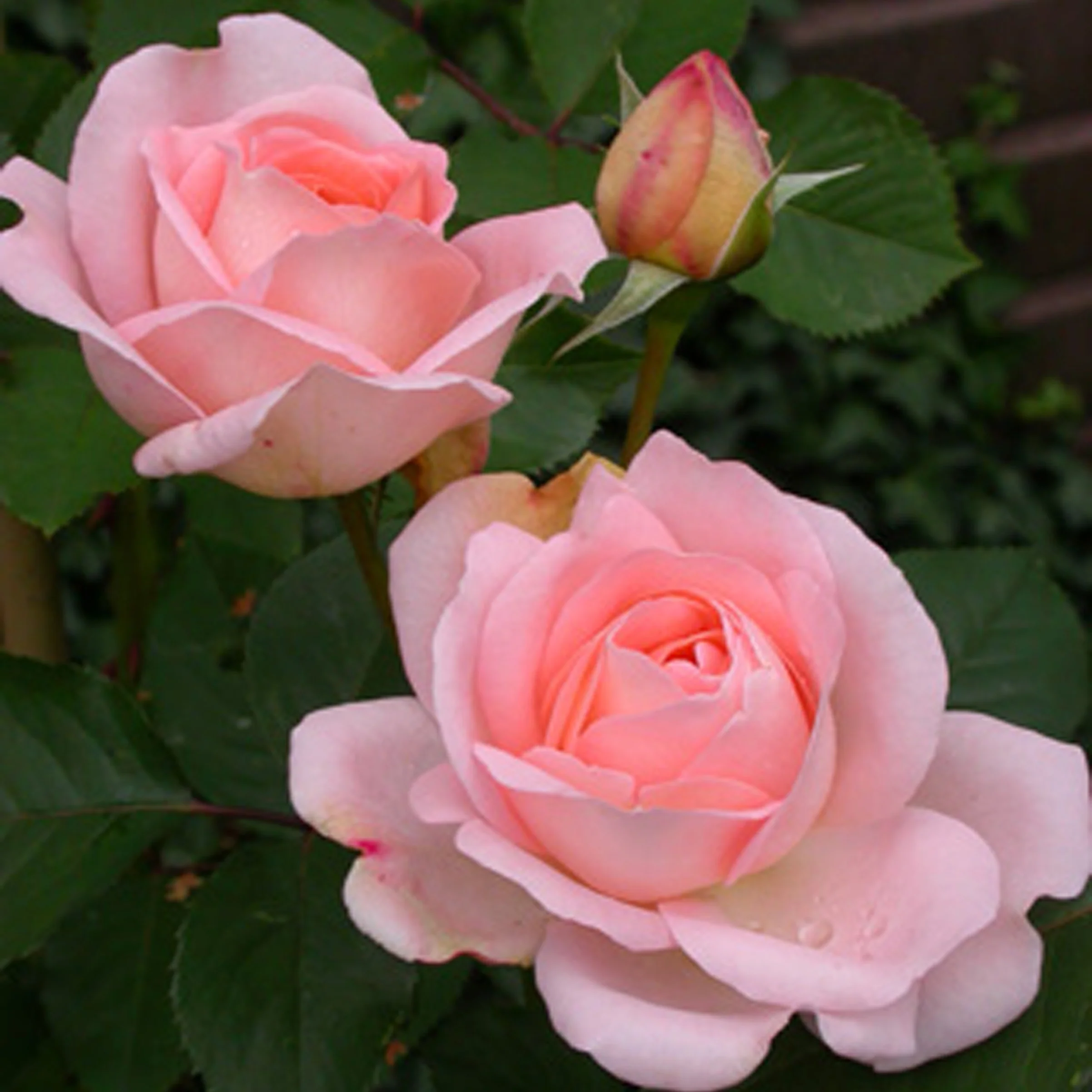 Roos Clair™ 'Renaissance'®