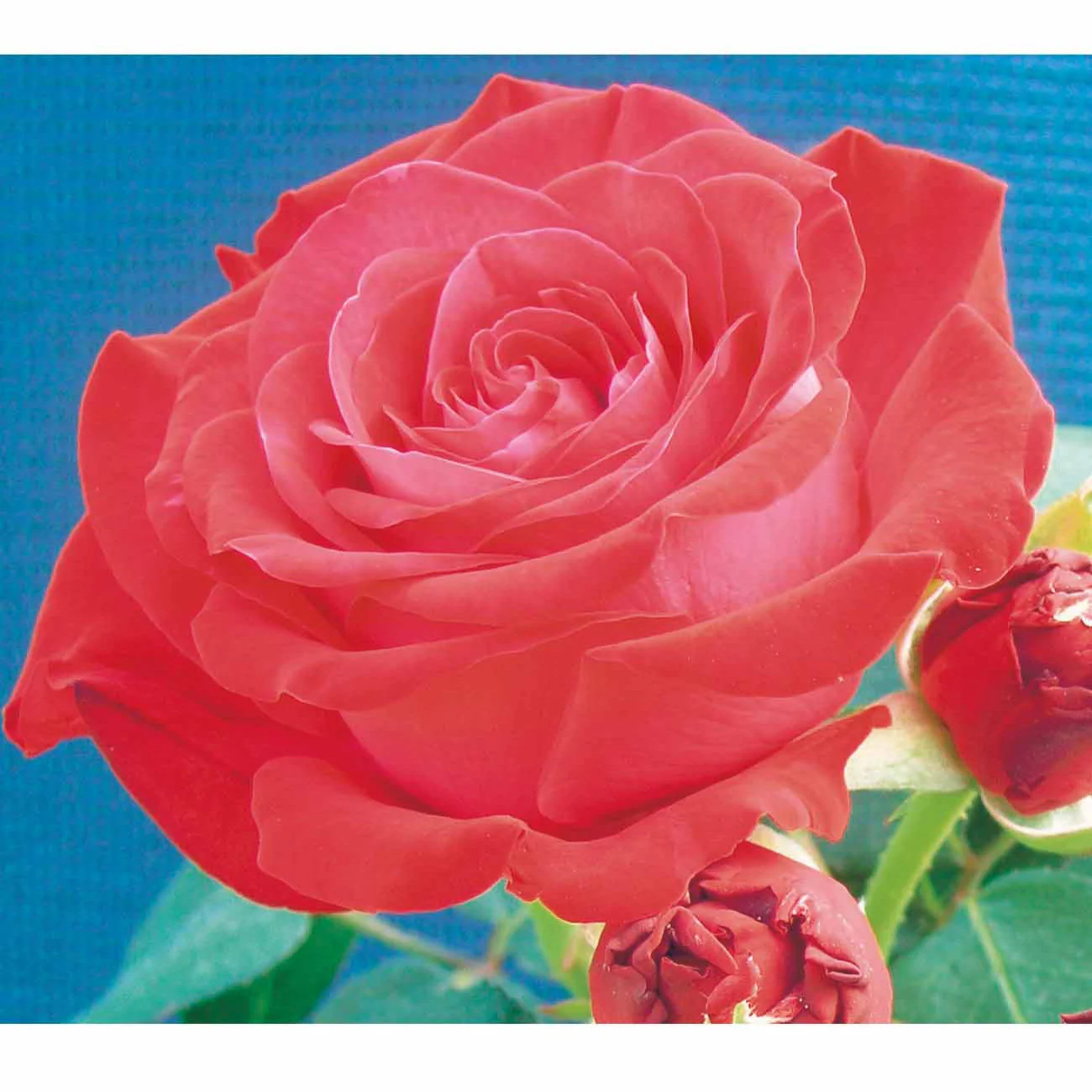 Roos 'Dominica® Intercomdoor'