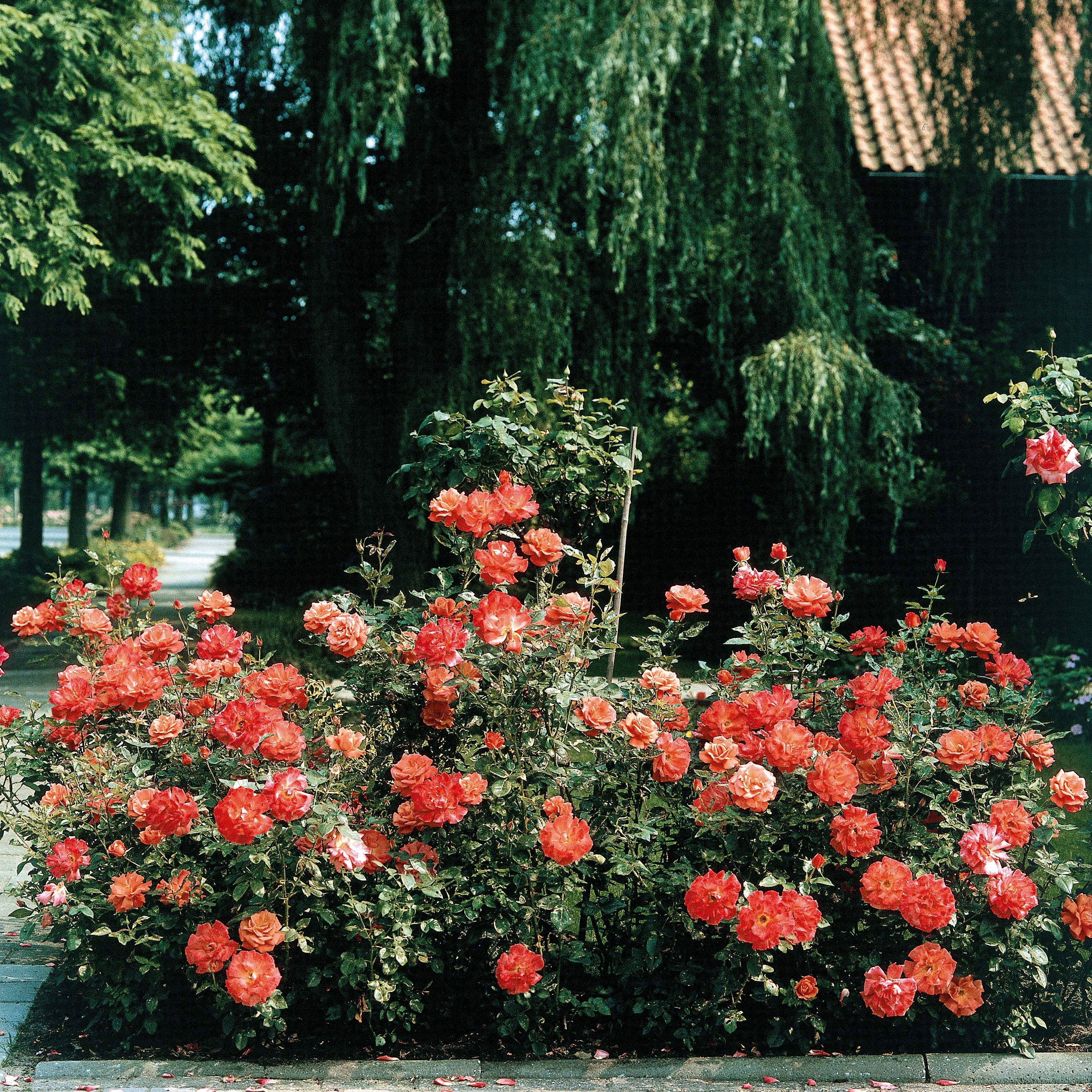 Roos 'Doris Tysterman'®