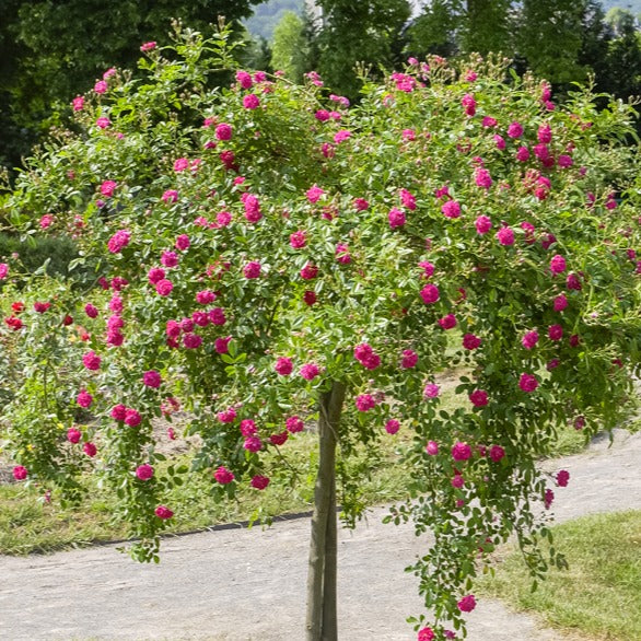 Roos 'Exelsia' op stam - Image 3