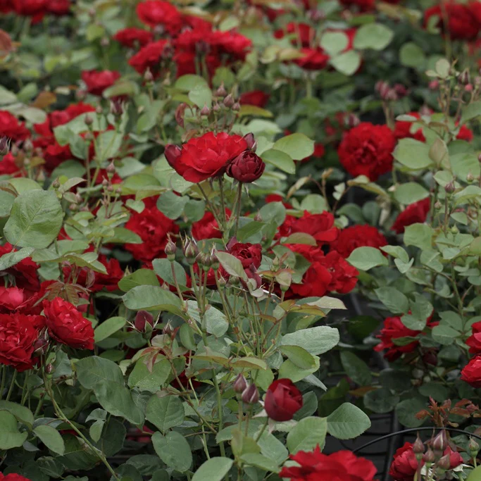 Roos 'Lili Marlène'