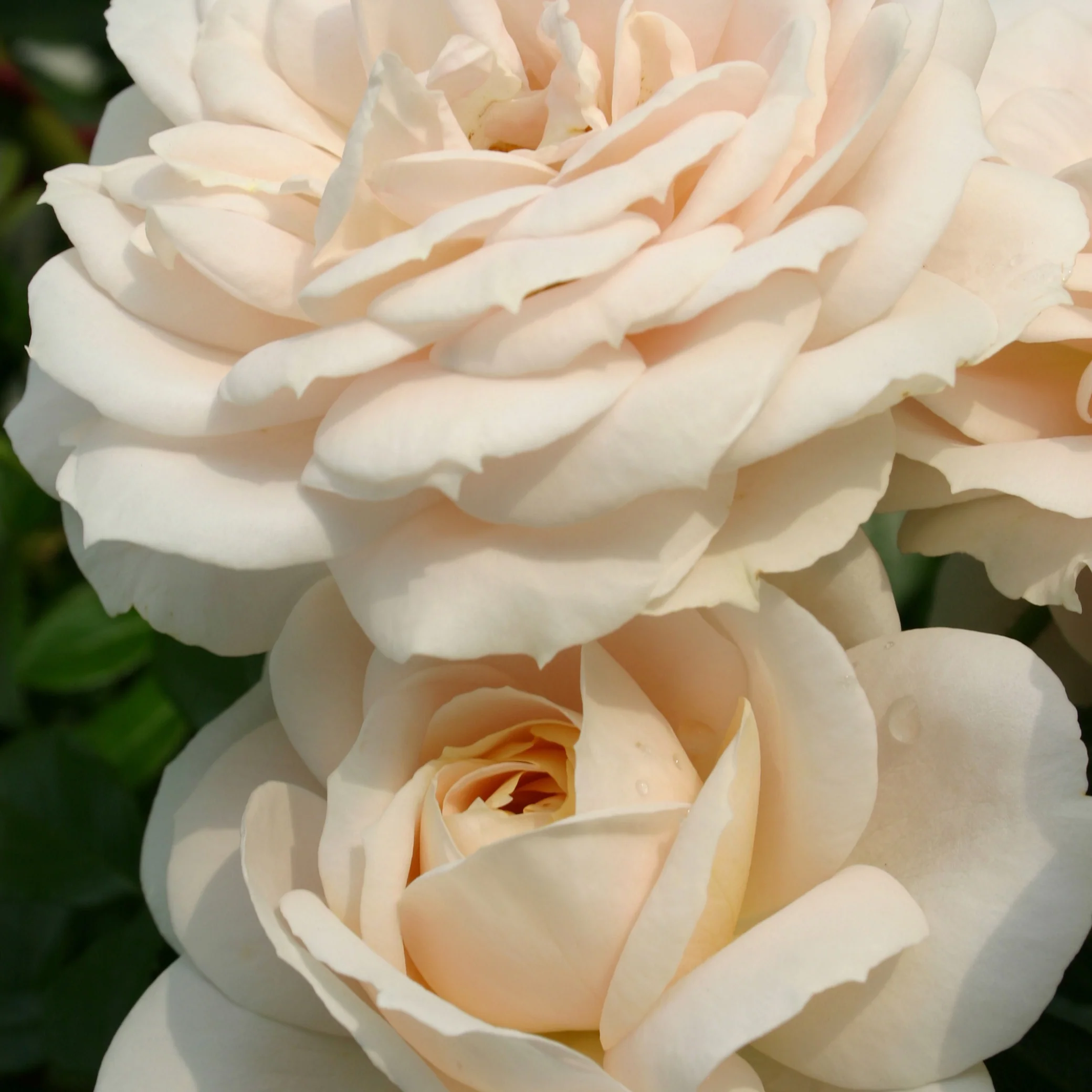 Roos 'Lions-Rose'®