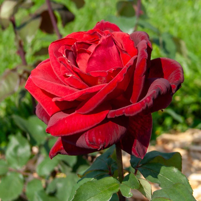 Roos 'Mr. Lincoln'