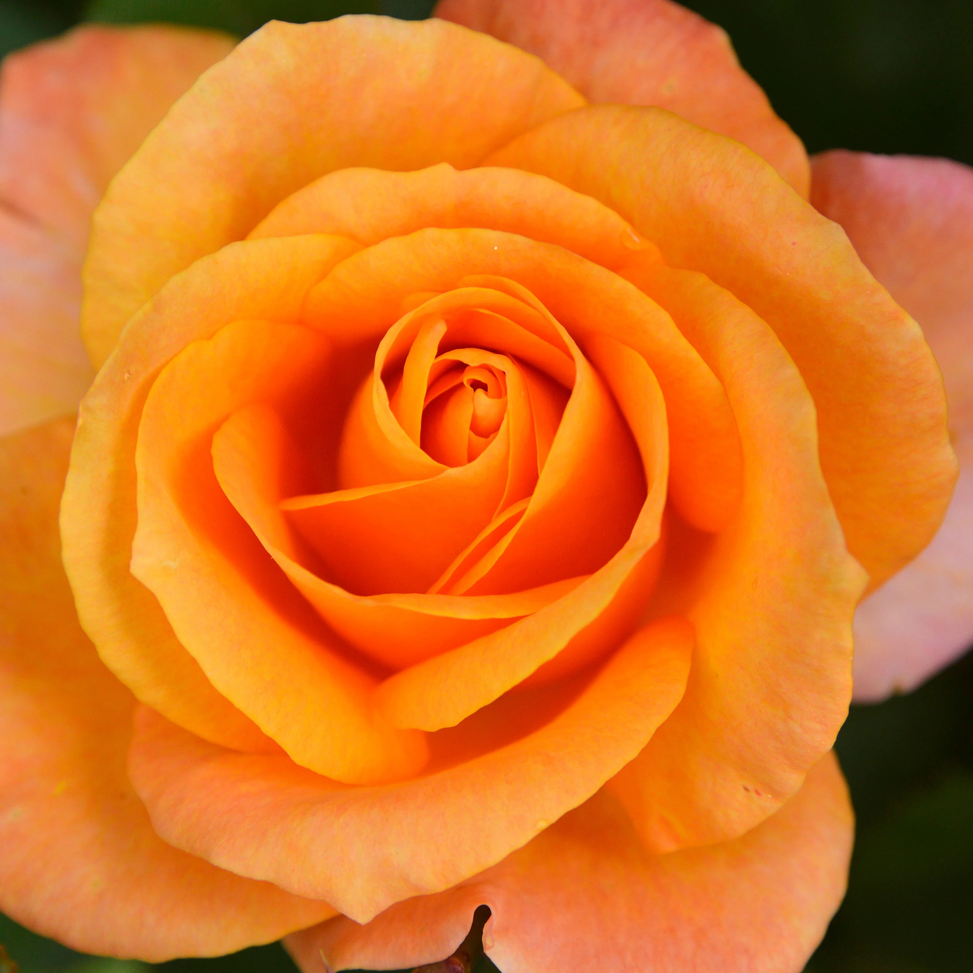 Roos - oranje