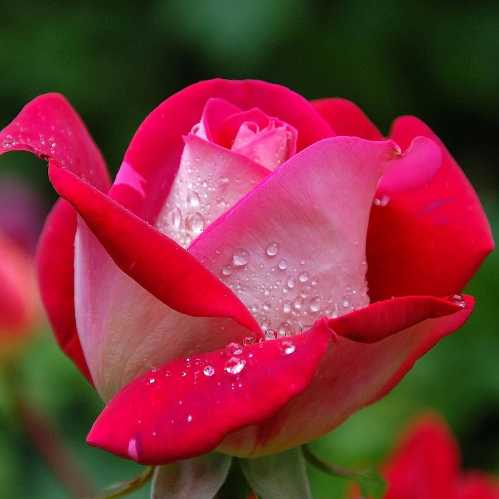 Roos 'Osiria'