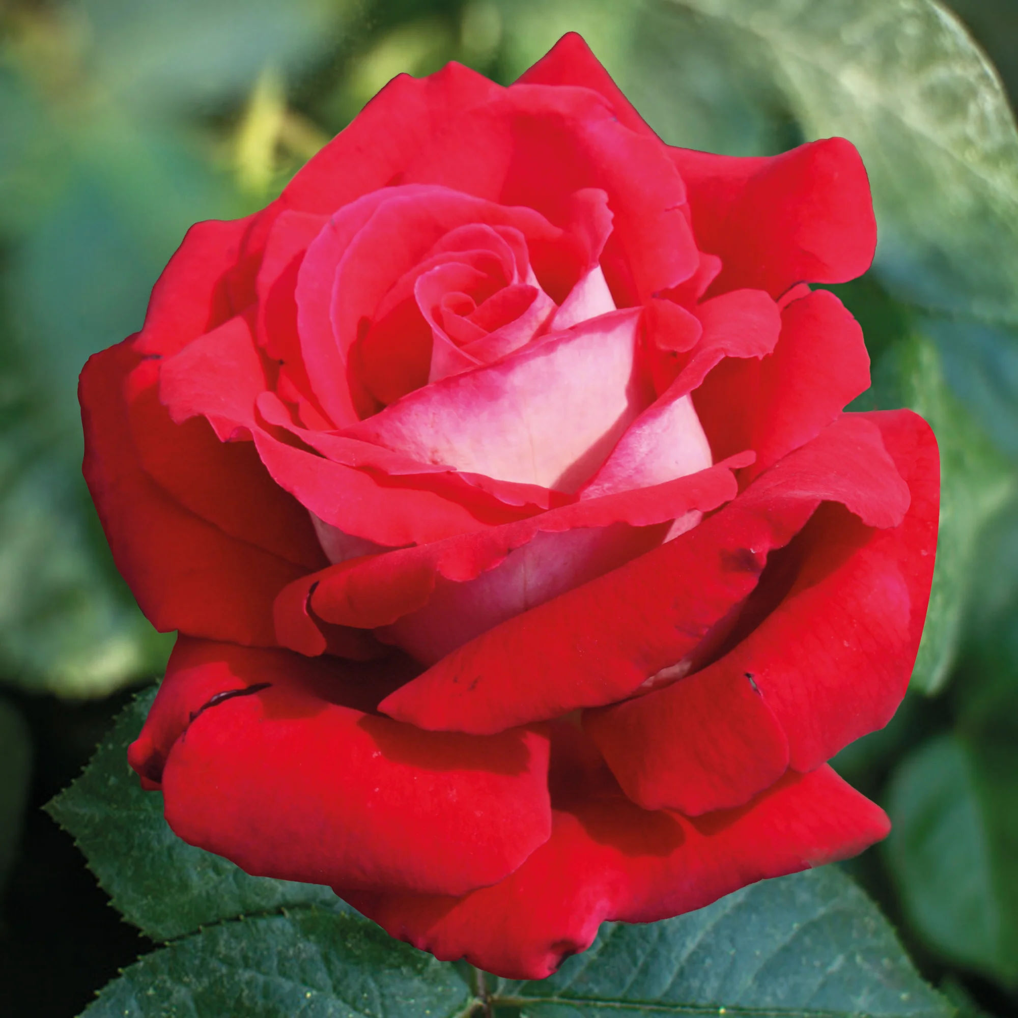 Roos 'Osiria' - Image 2