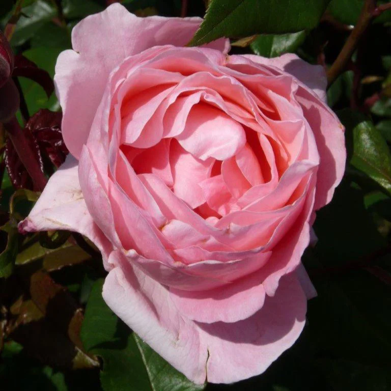 Roos 'Queen Elisabeth'