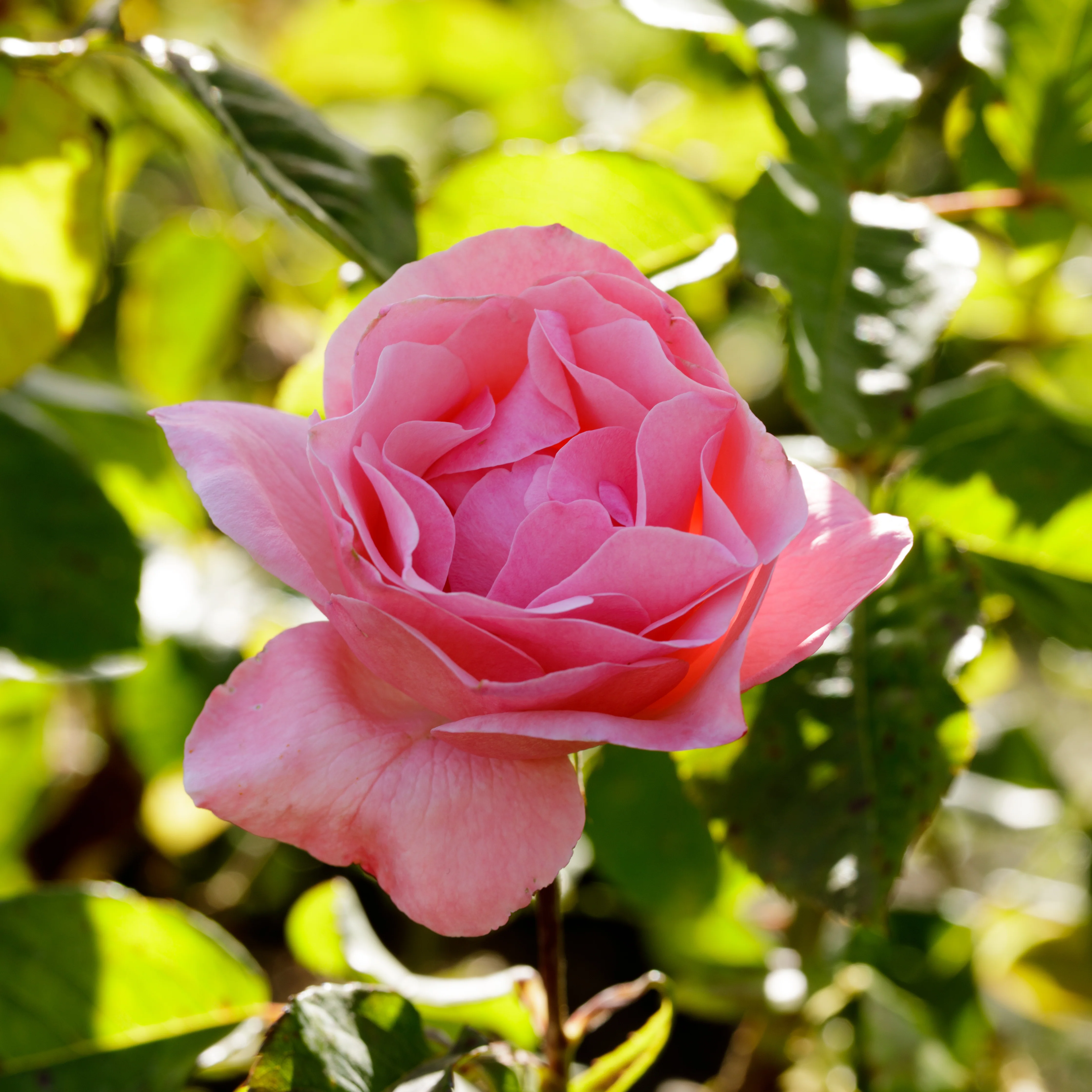 Roos 'Queen Elisabeth' - Image 3