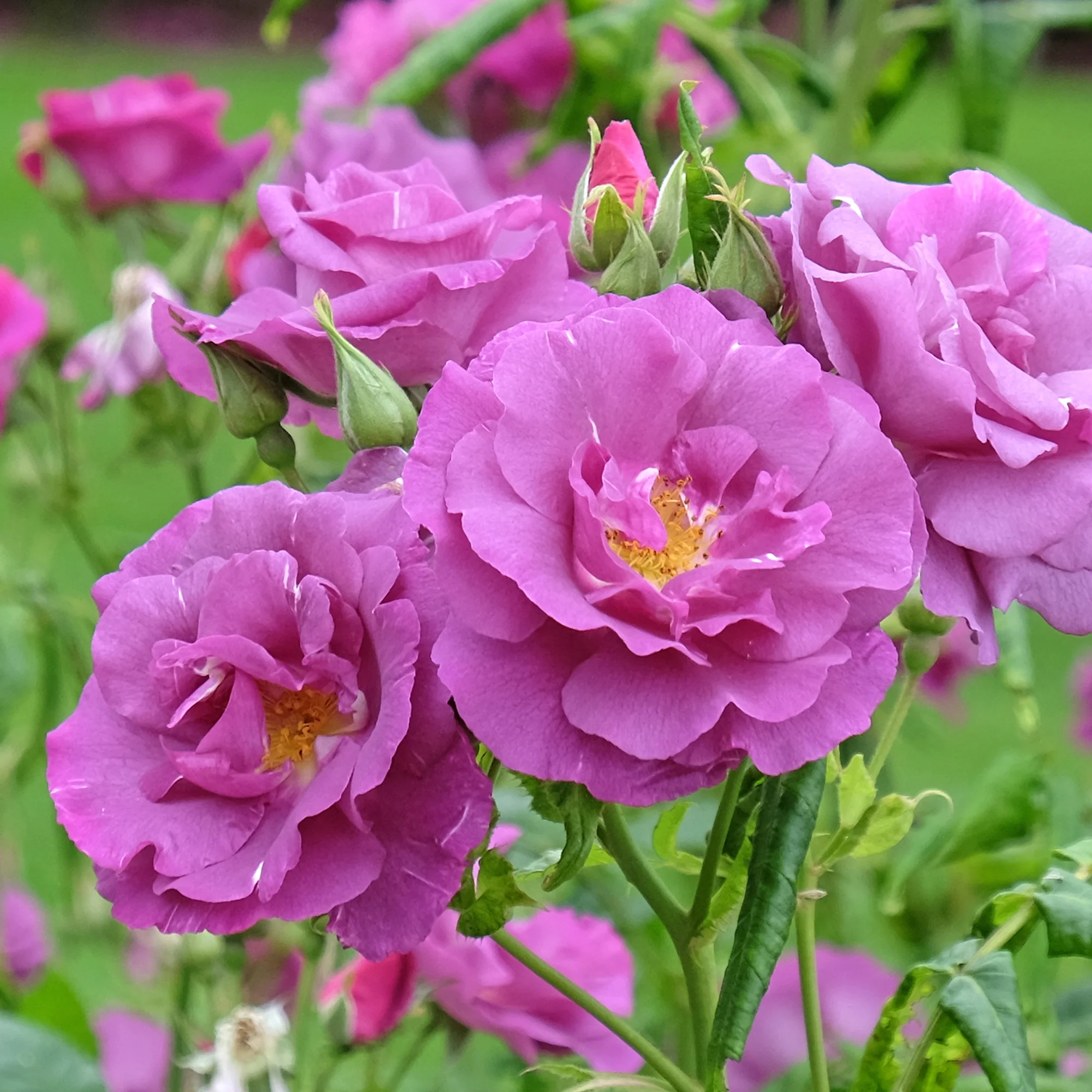 Roos 'Rhapsody in blue
