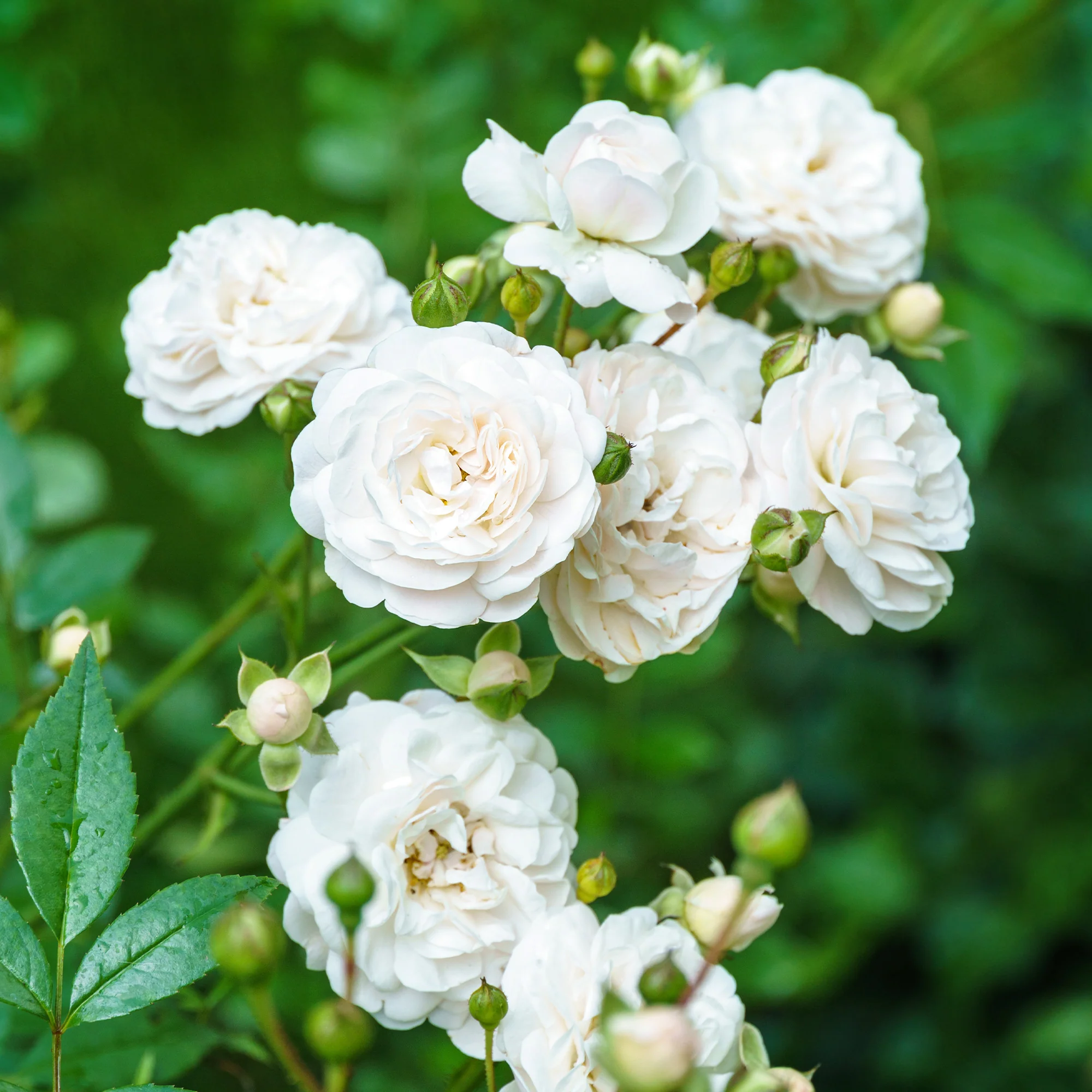 Roos 'Sea foam'