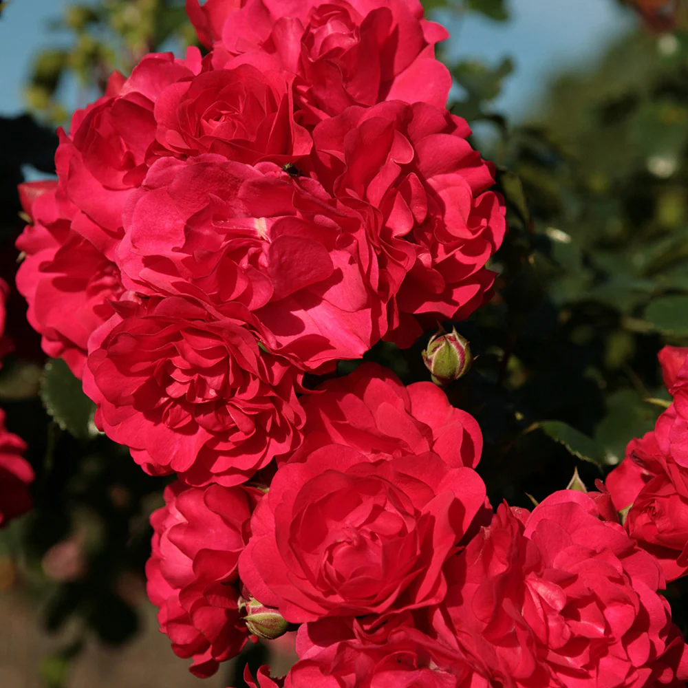 Roos 'Toscana'®