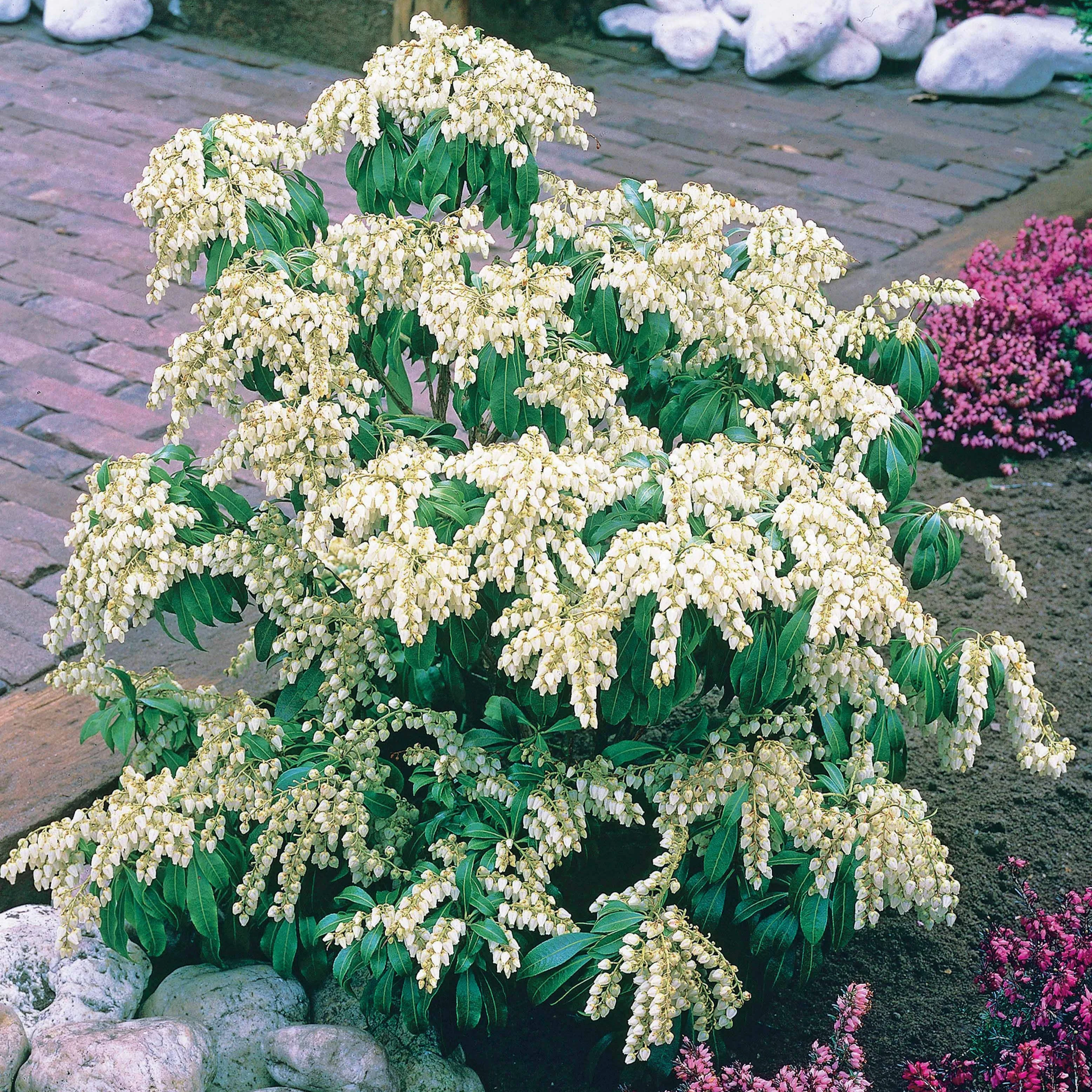 Rotsheide White Cascade - Image 2