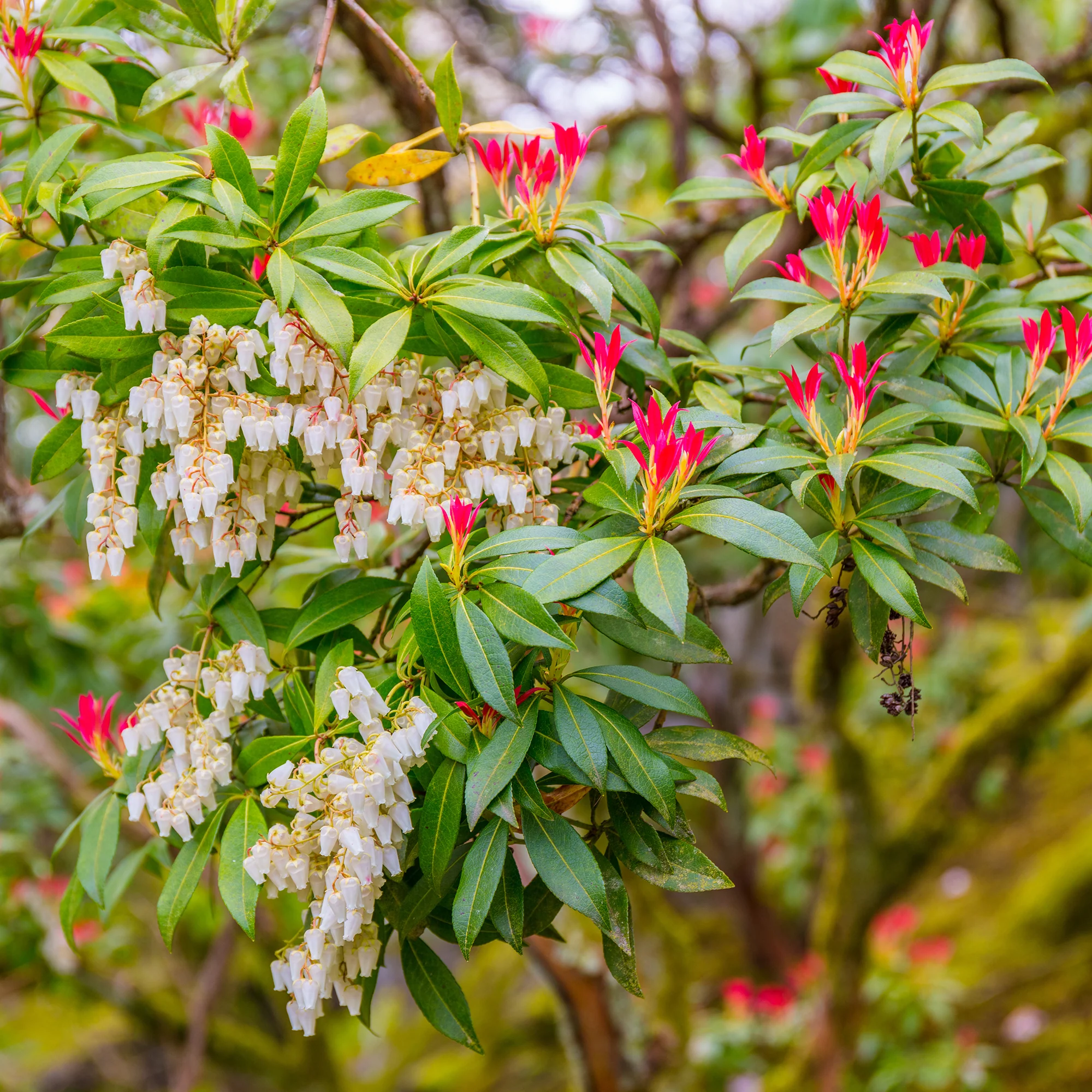 Rotsheide 'Forest Flame' - Image 2