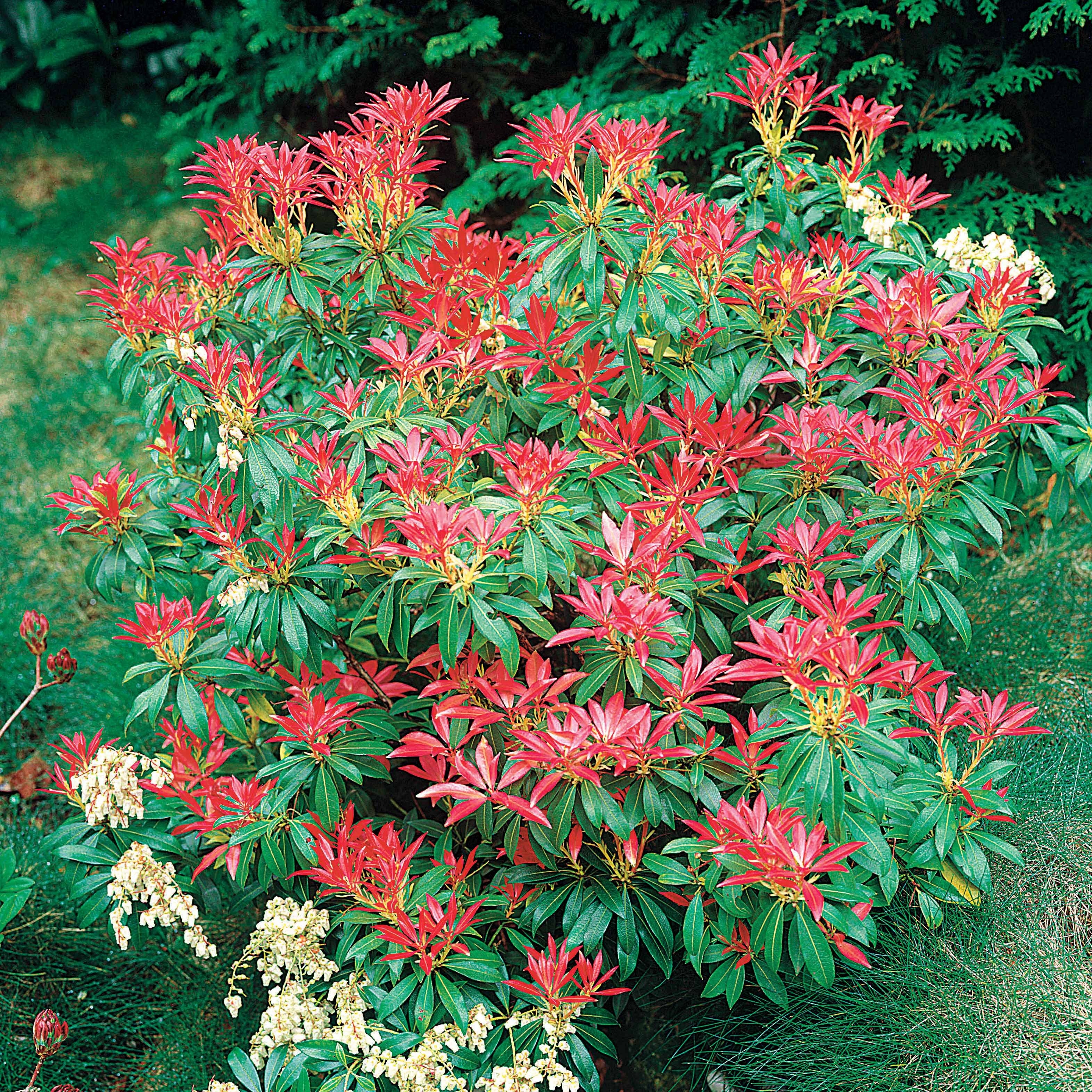 Rotsheide 'Forest Flame' - Image 3
