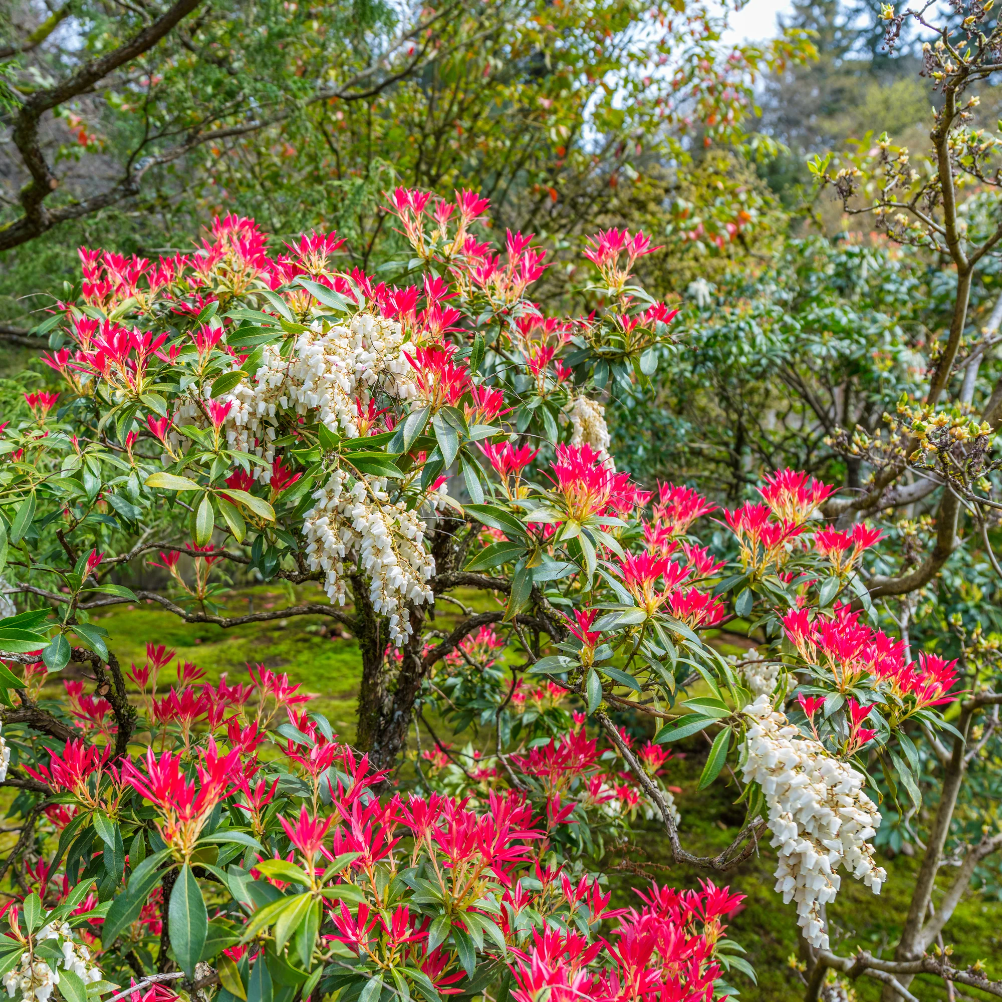 Rotsheide 'Forest Flame' - Image 4