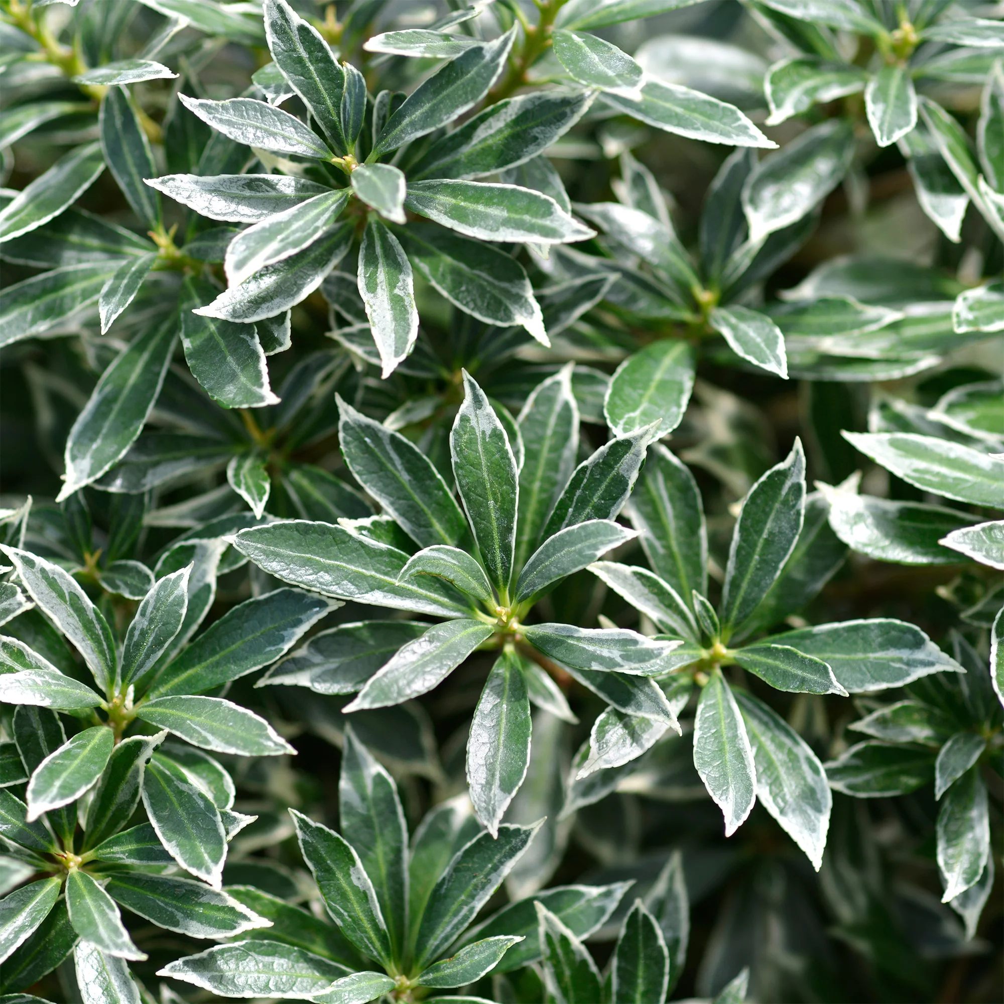 Rotsheide 'Ralto Rose®'