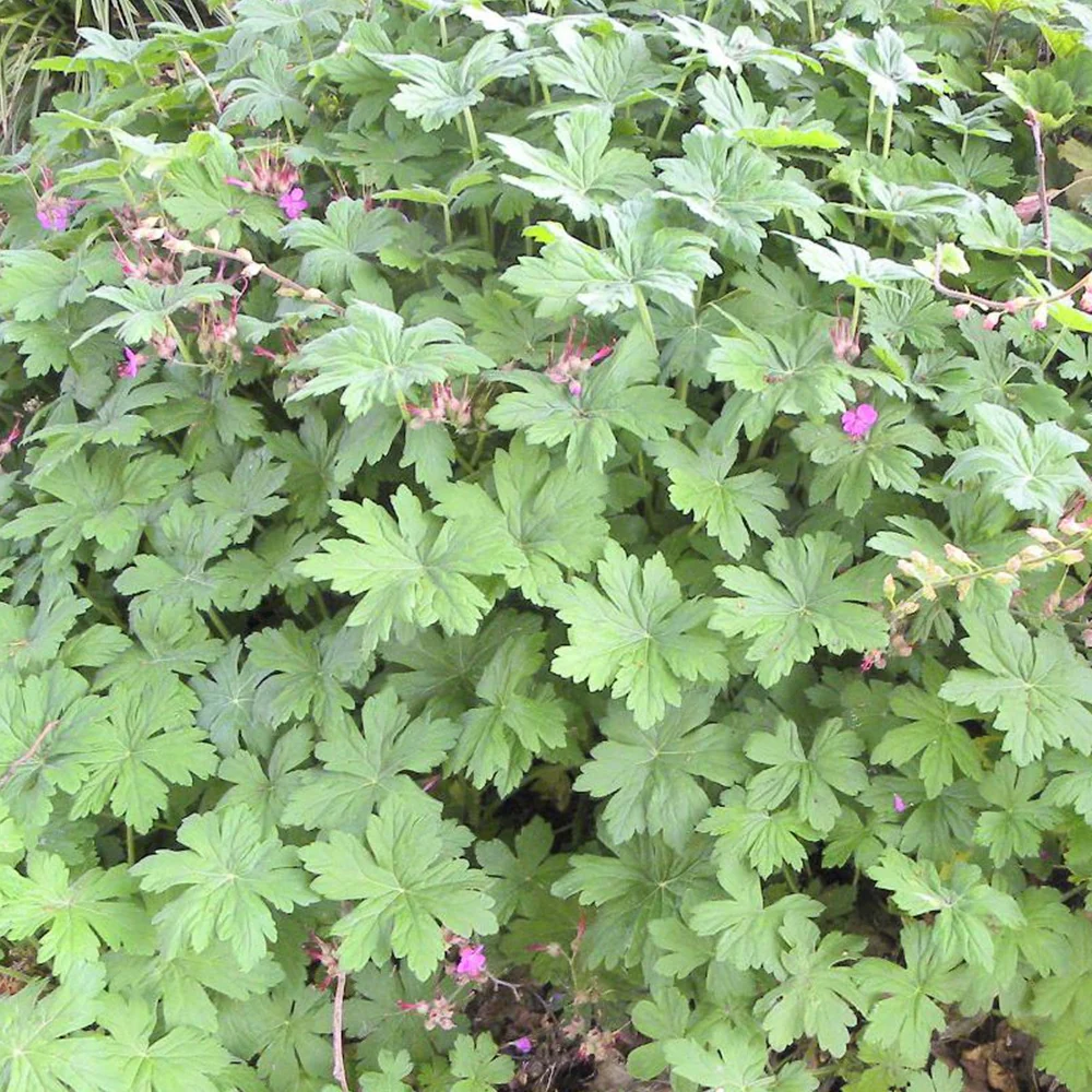 Rotsooievaarsbek - Image 4