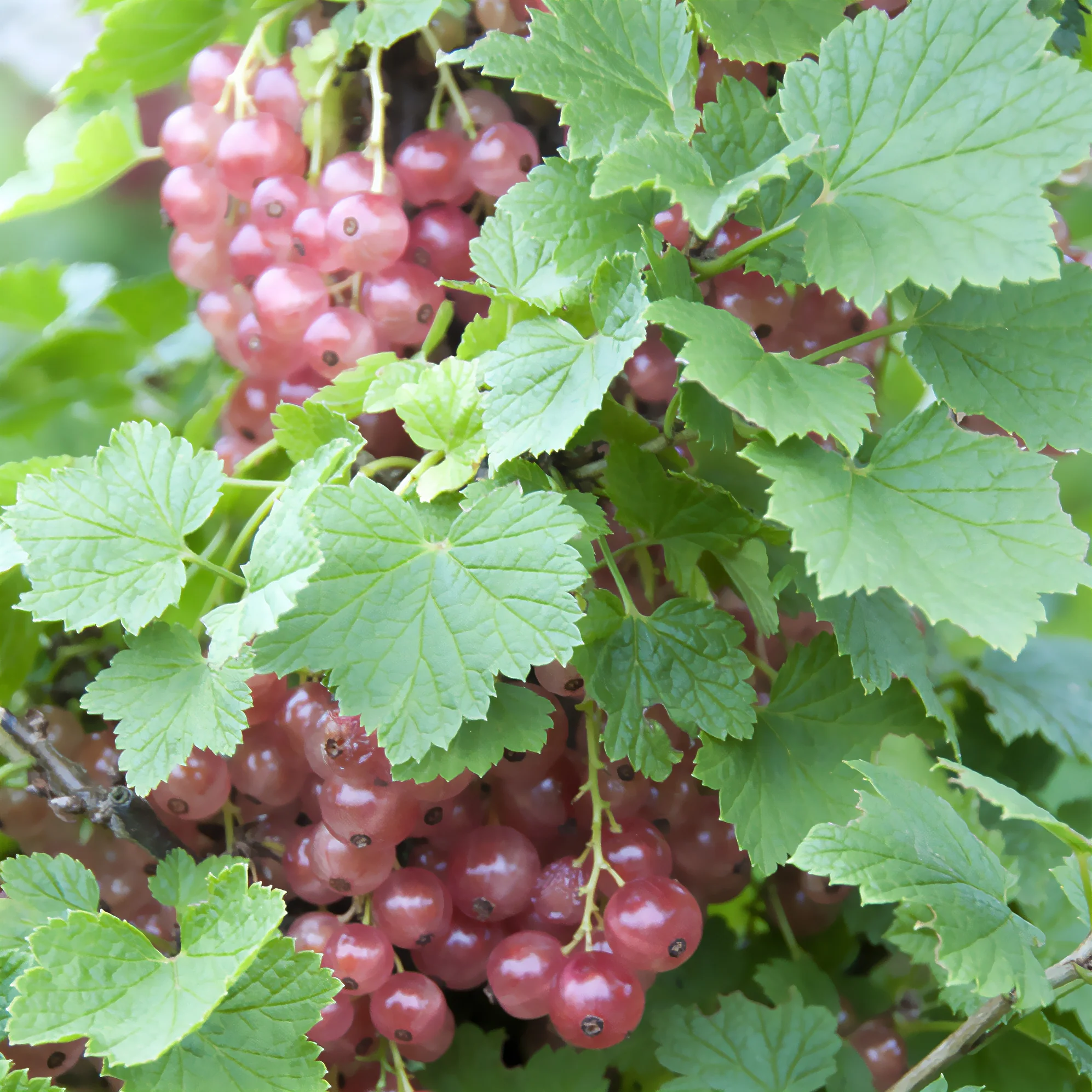 Roze bes 'Gloire des Sablons'