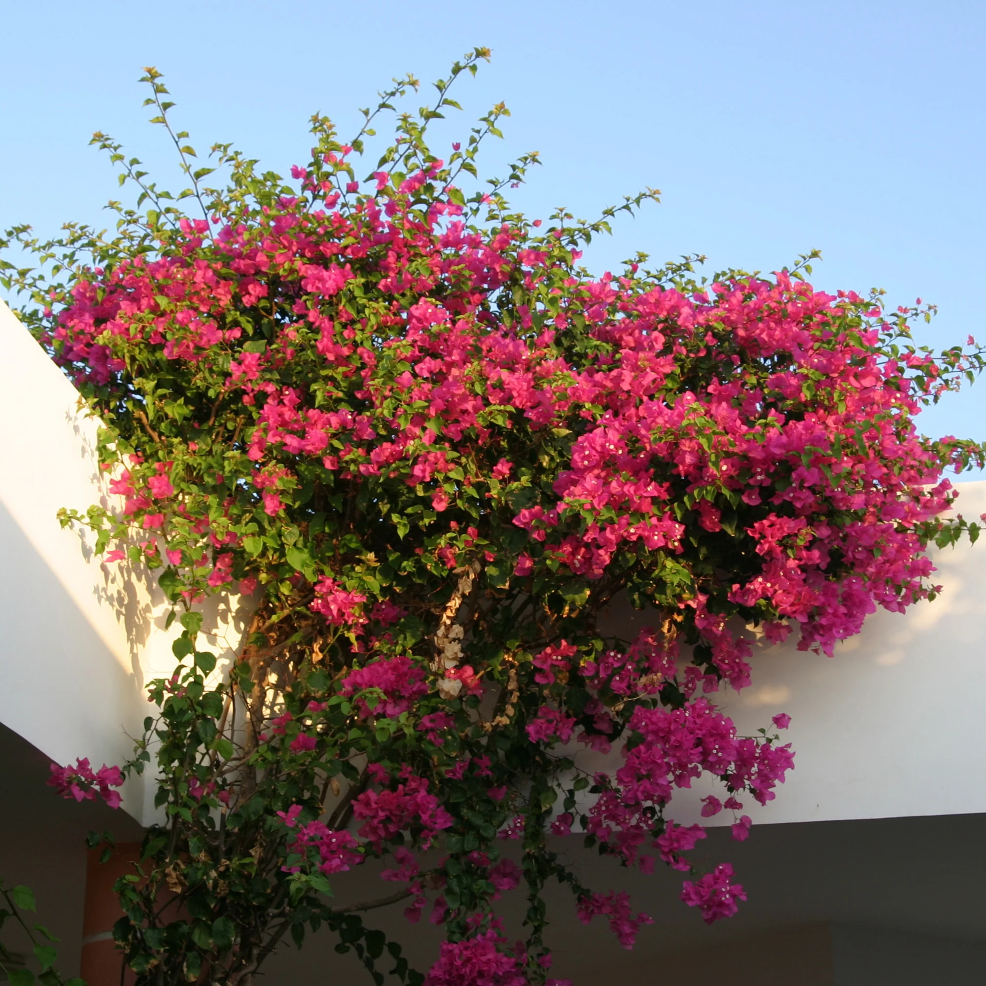 Roze bougainville
