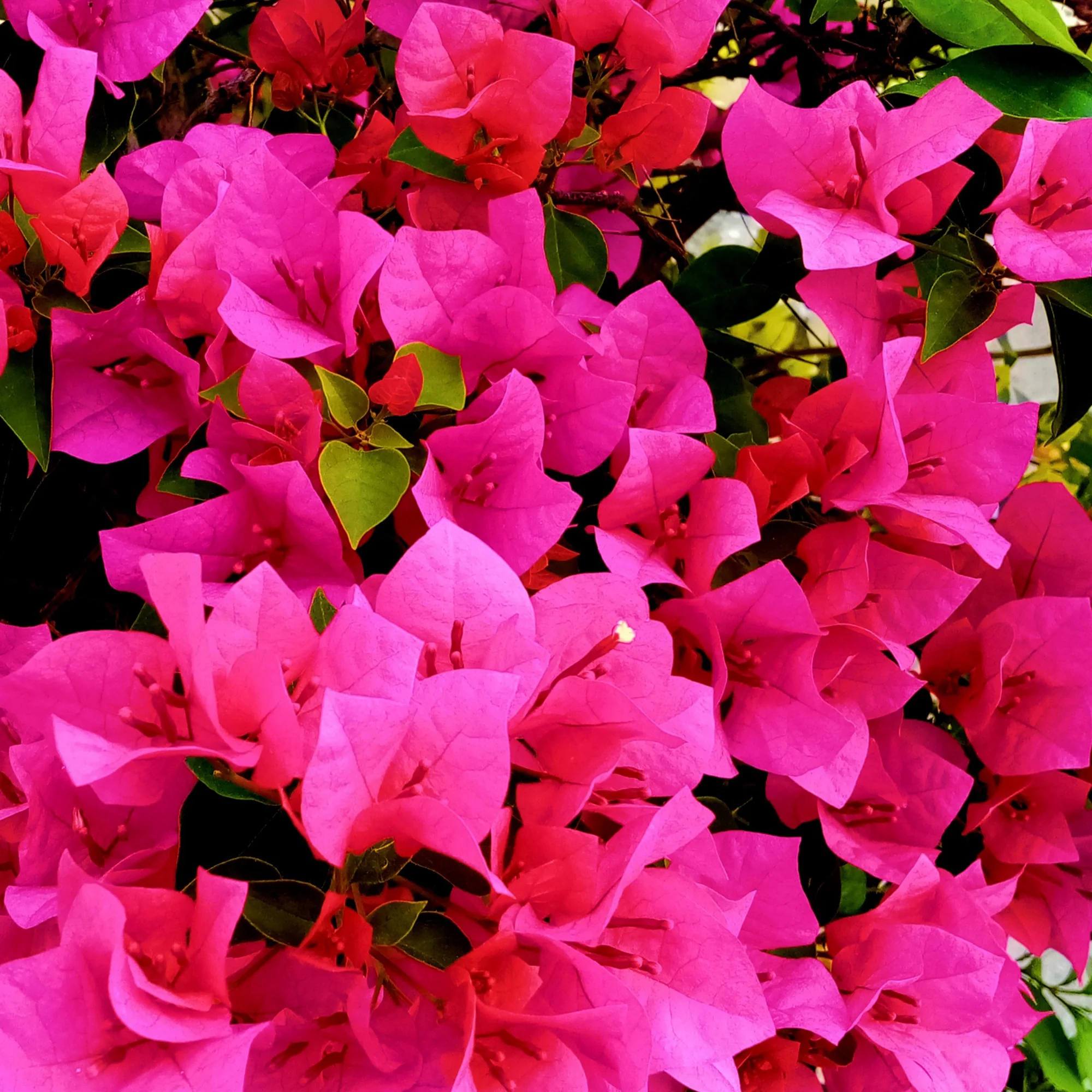 Roze bougainville - Image 2