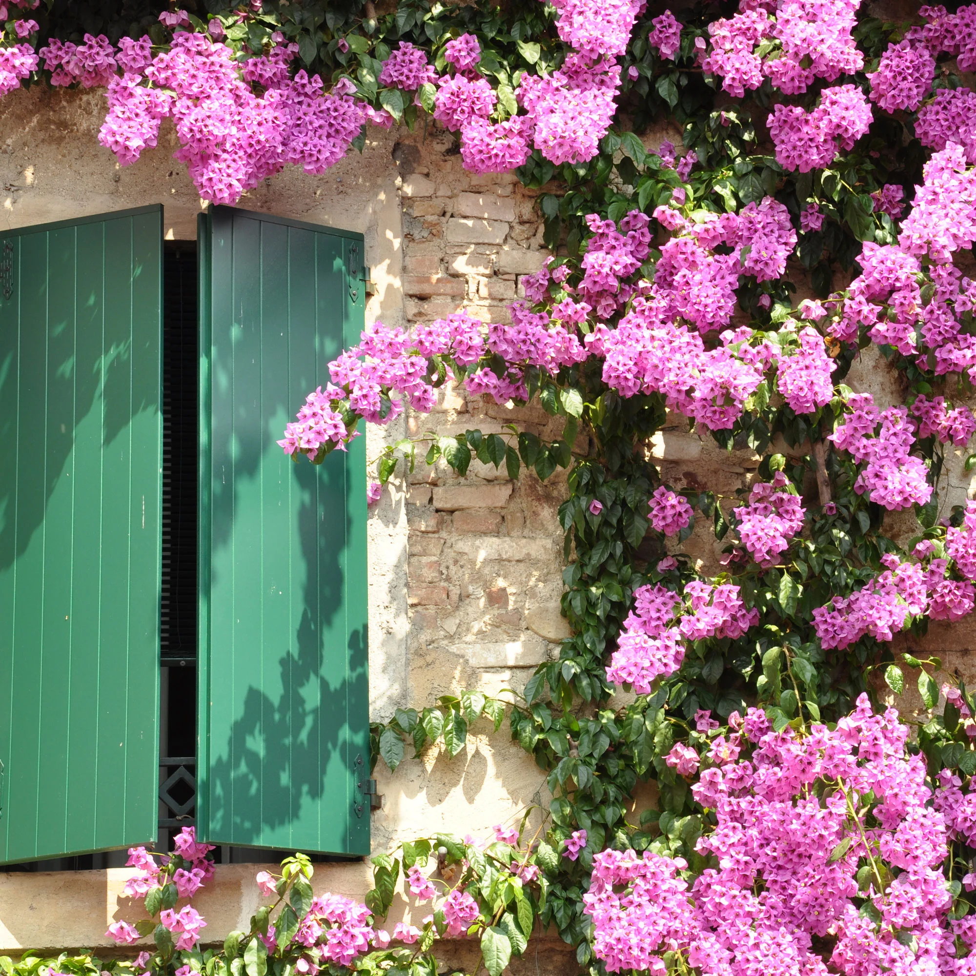 Roze bougainville - Image 4
