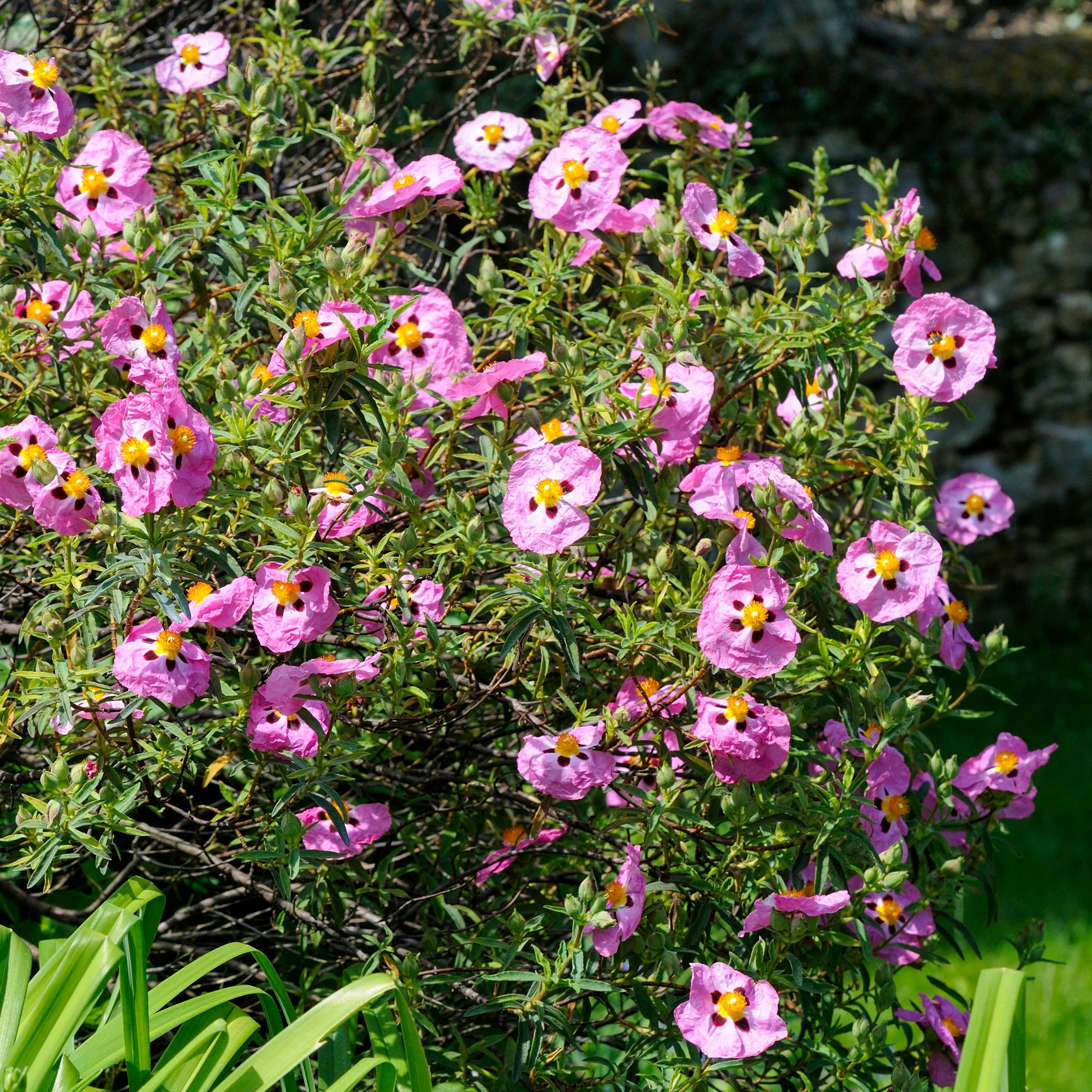 Roze cistusroos