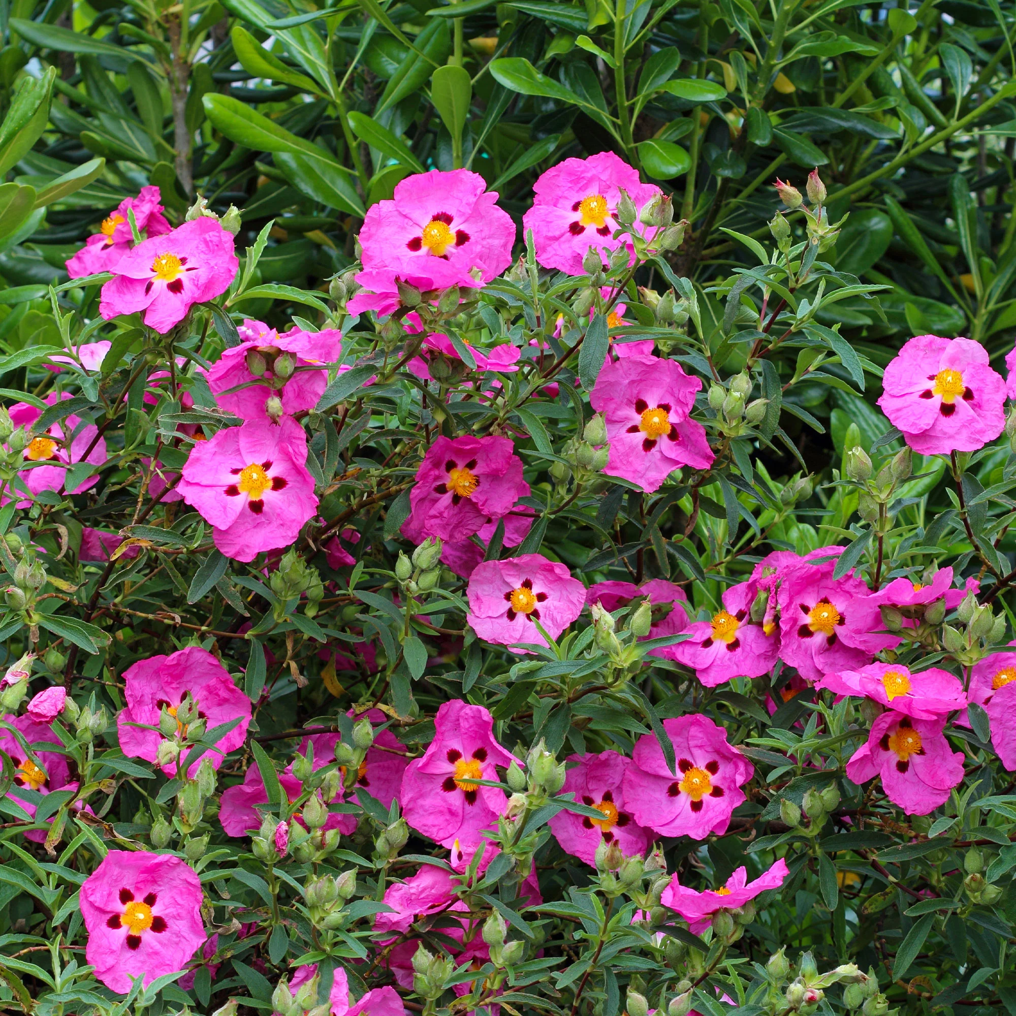 Roze cistusroos - Image 2