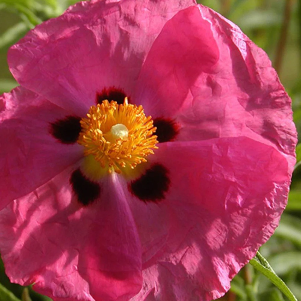 Roze cistusroos - Image 3