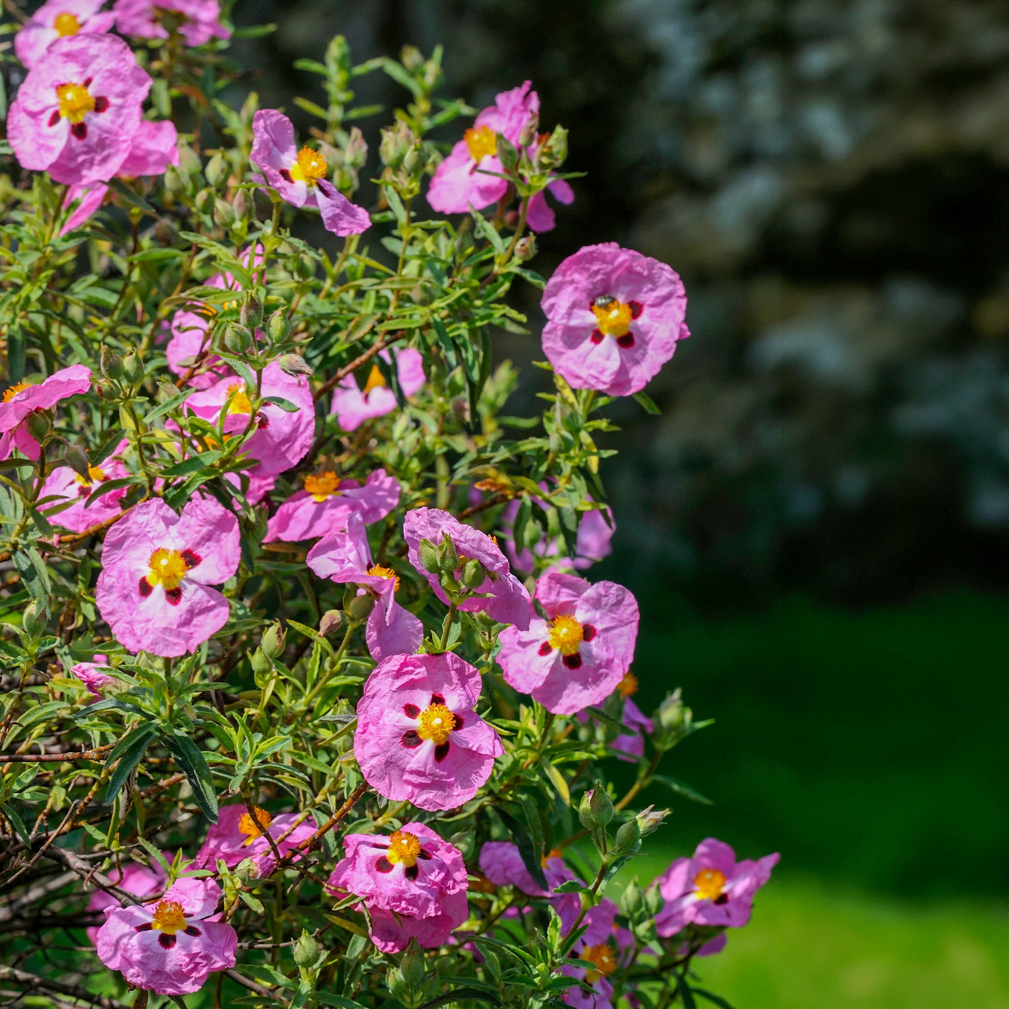 Roze cistusroos - Image 4