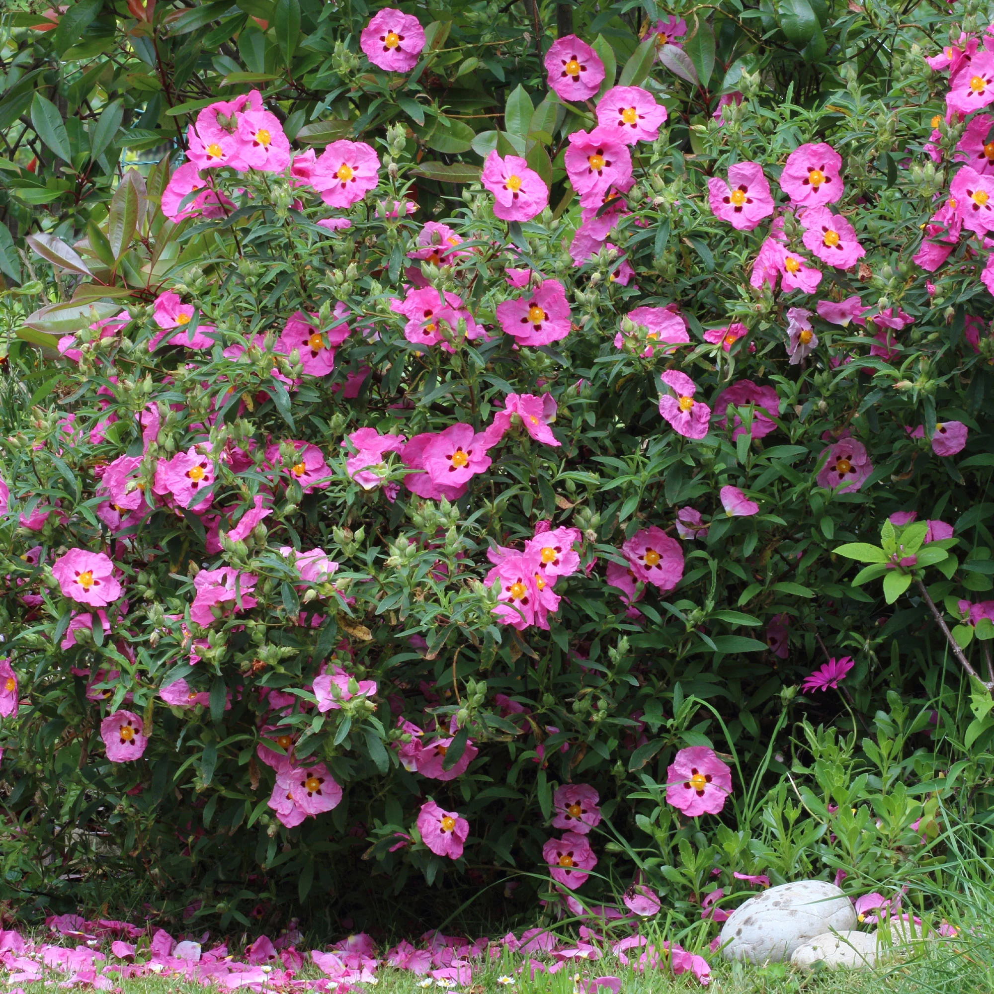 Roze cistusroos - Image 5