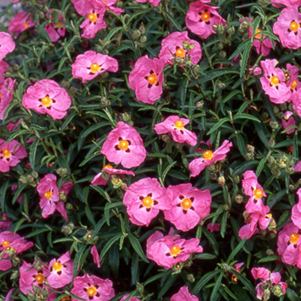 Roze cistusroos - Image 6