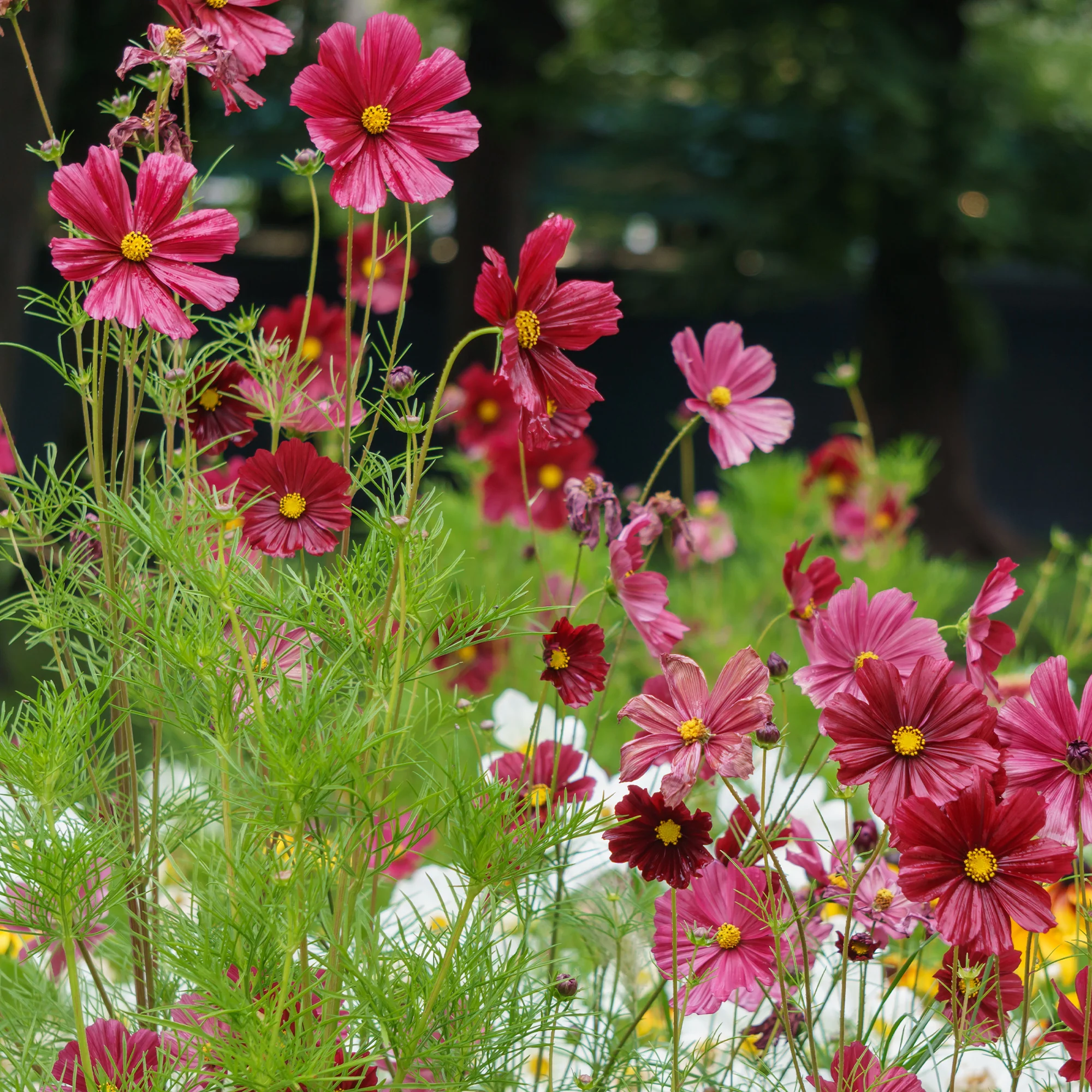 Roze Cosmos