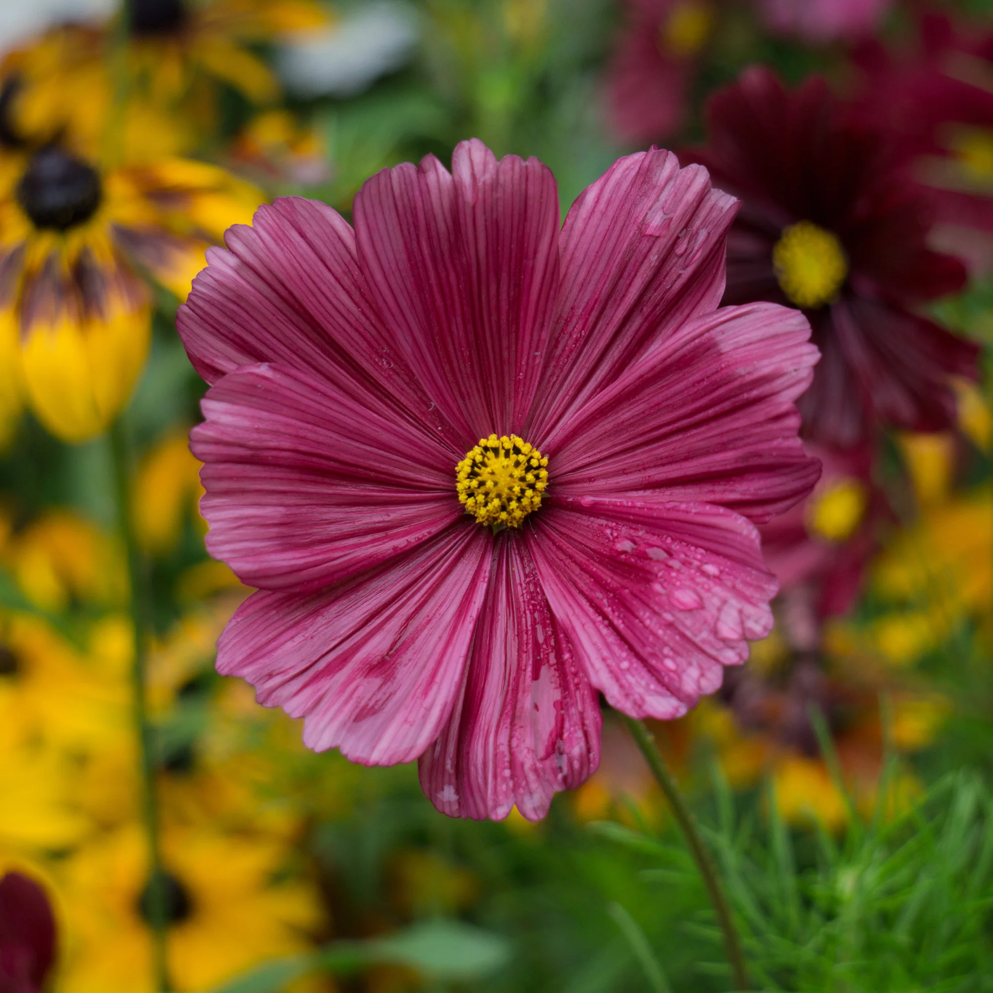 Roze Cosmos - Image 2