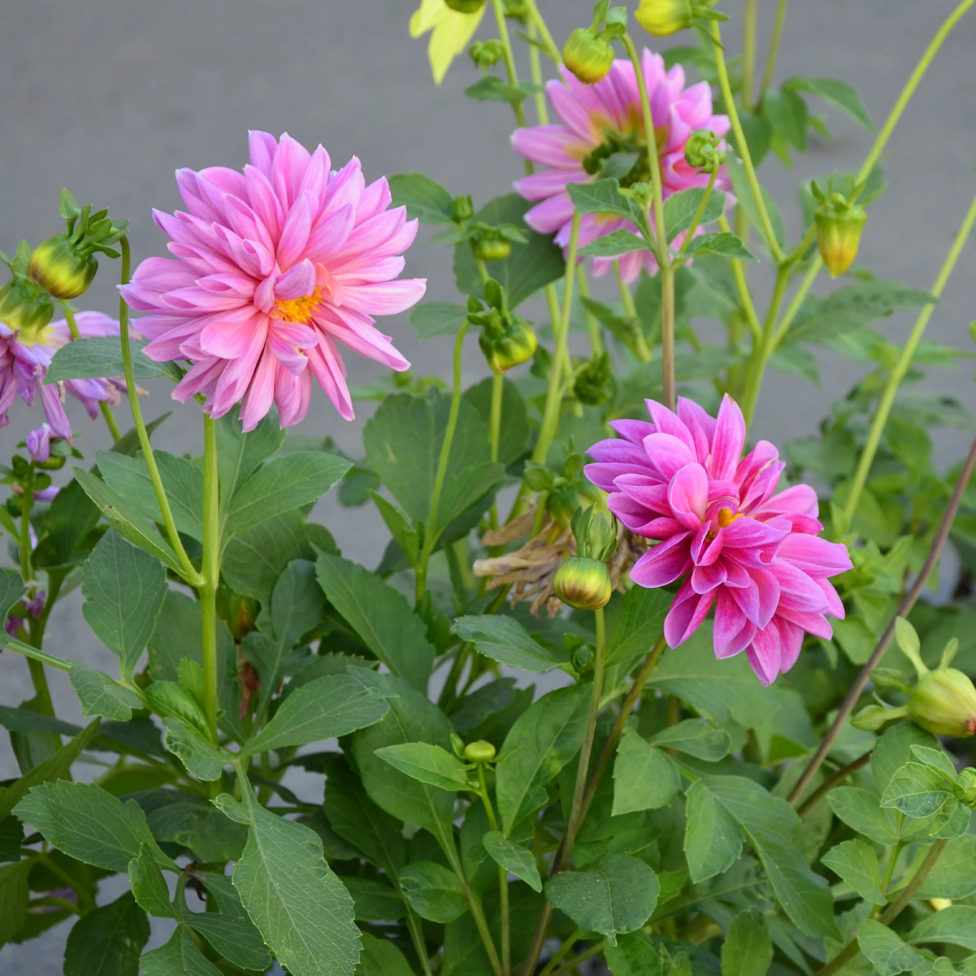 Roze Dahlia