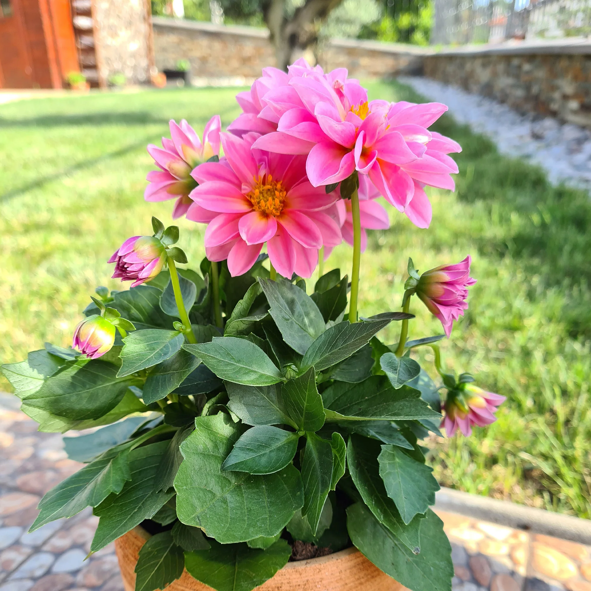 Roze Dahlia - Image 2