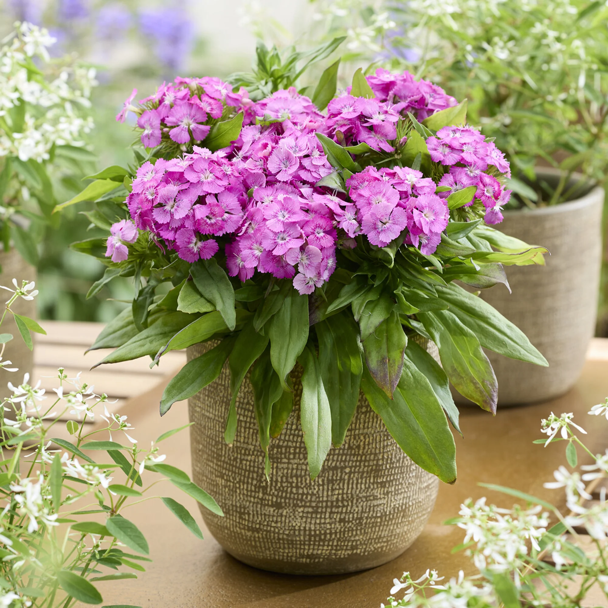 Roze Dichteres Anjer