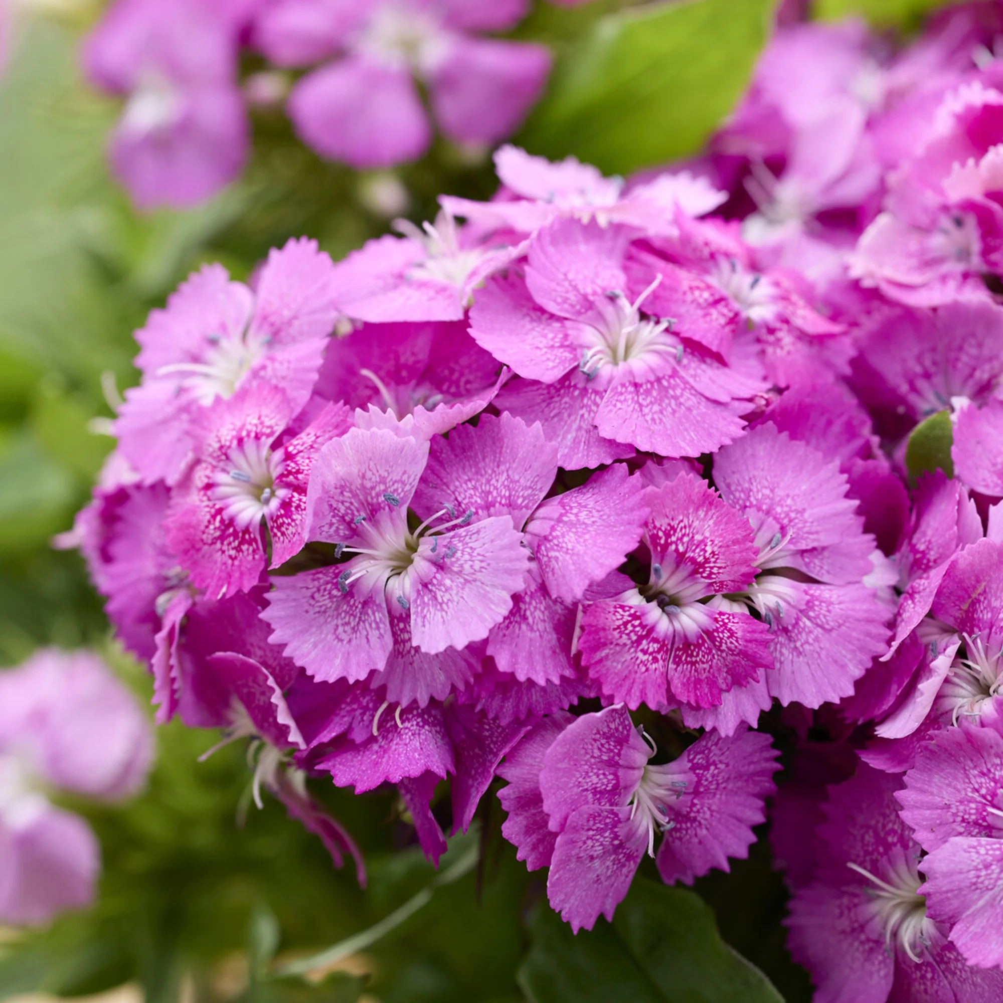 Roze Dichteres Anjer - Image 2